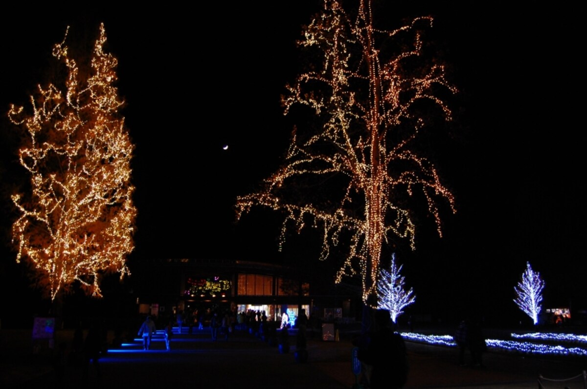森林公園　イルミネーション