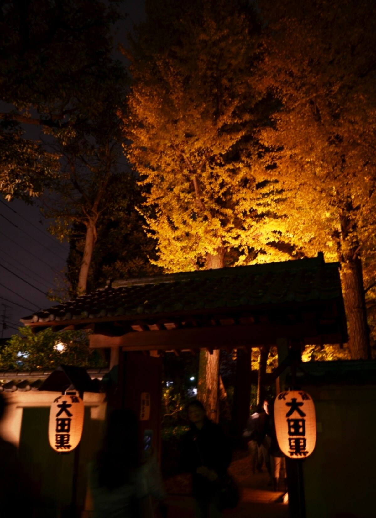 大田黒公園の紅葉ライトアップ