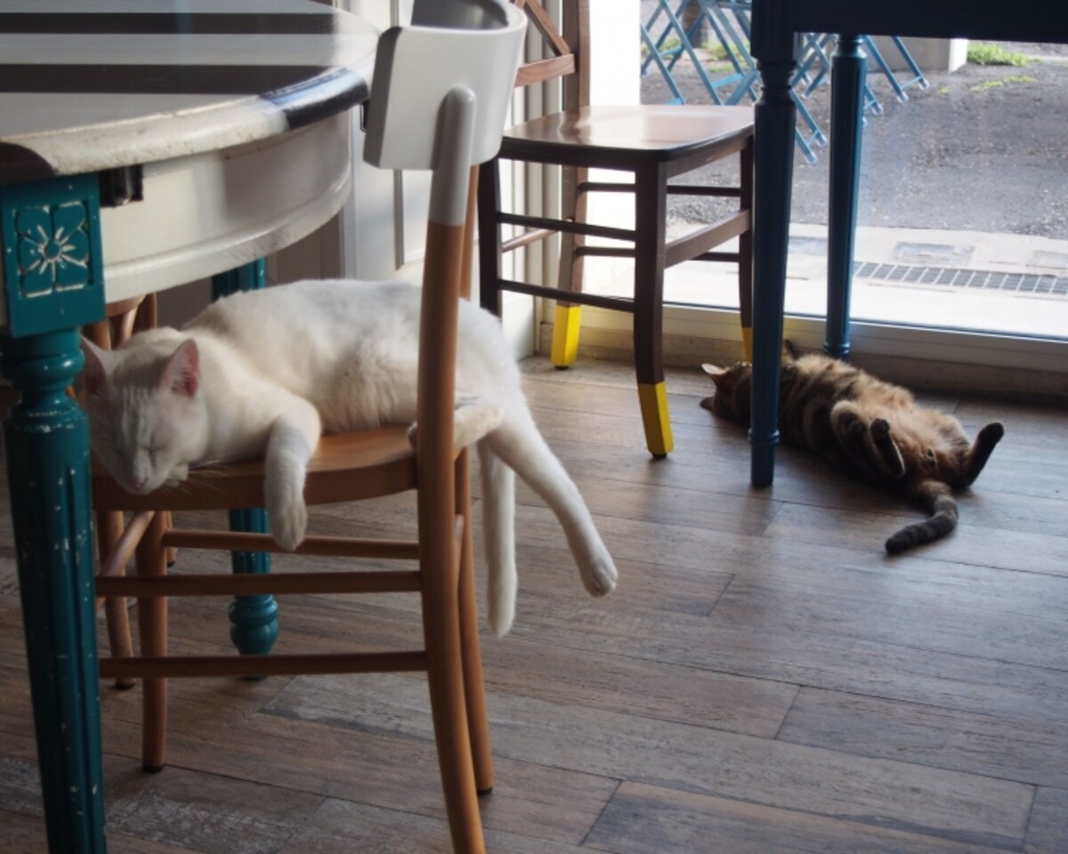 roma_catbistrot2