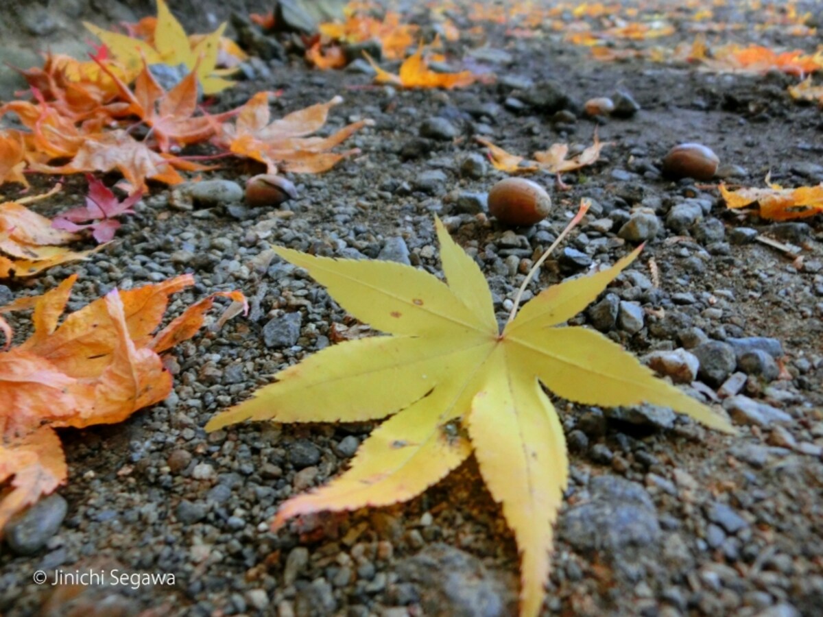 紅葉撮影