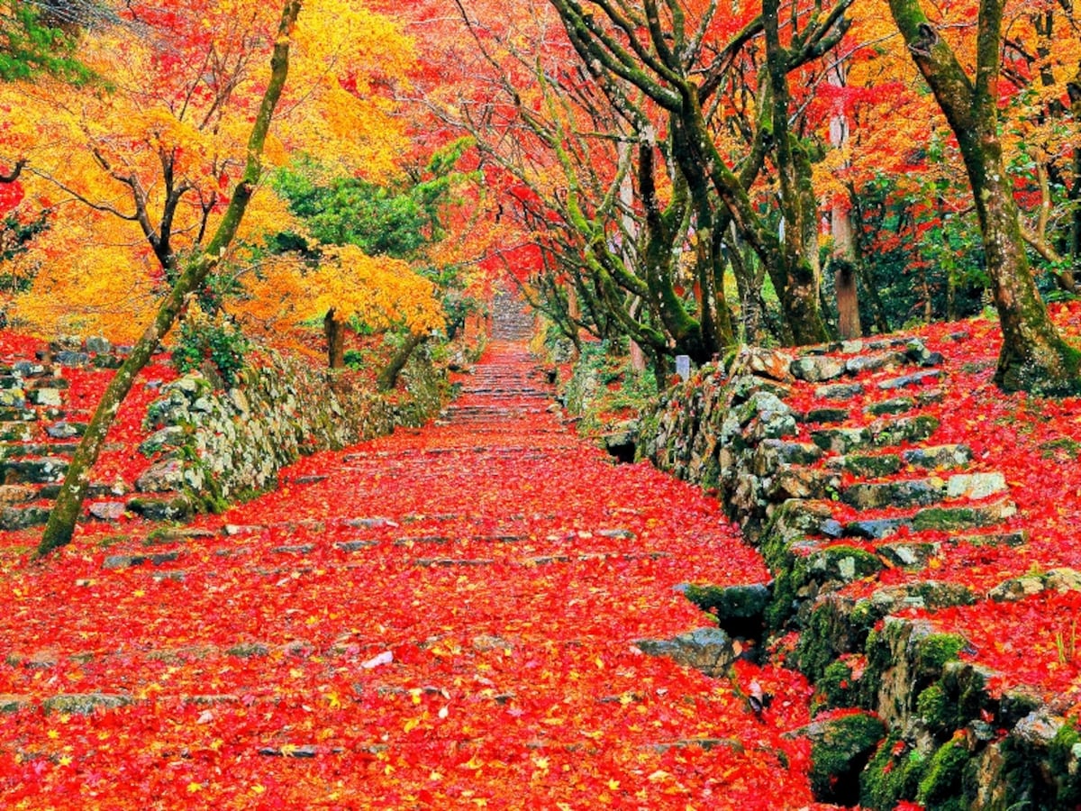 紅葉の鶏足寺