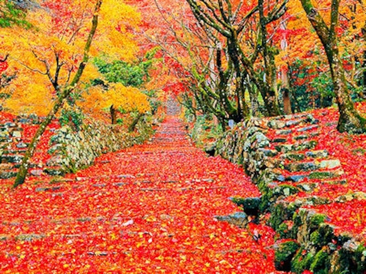 鶏足寺の紅葉