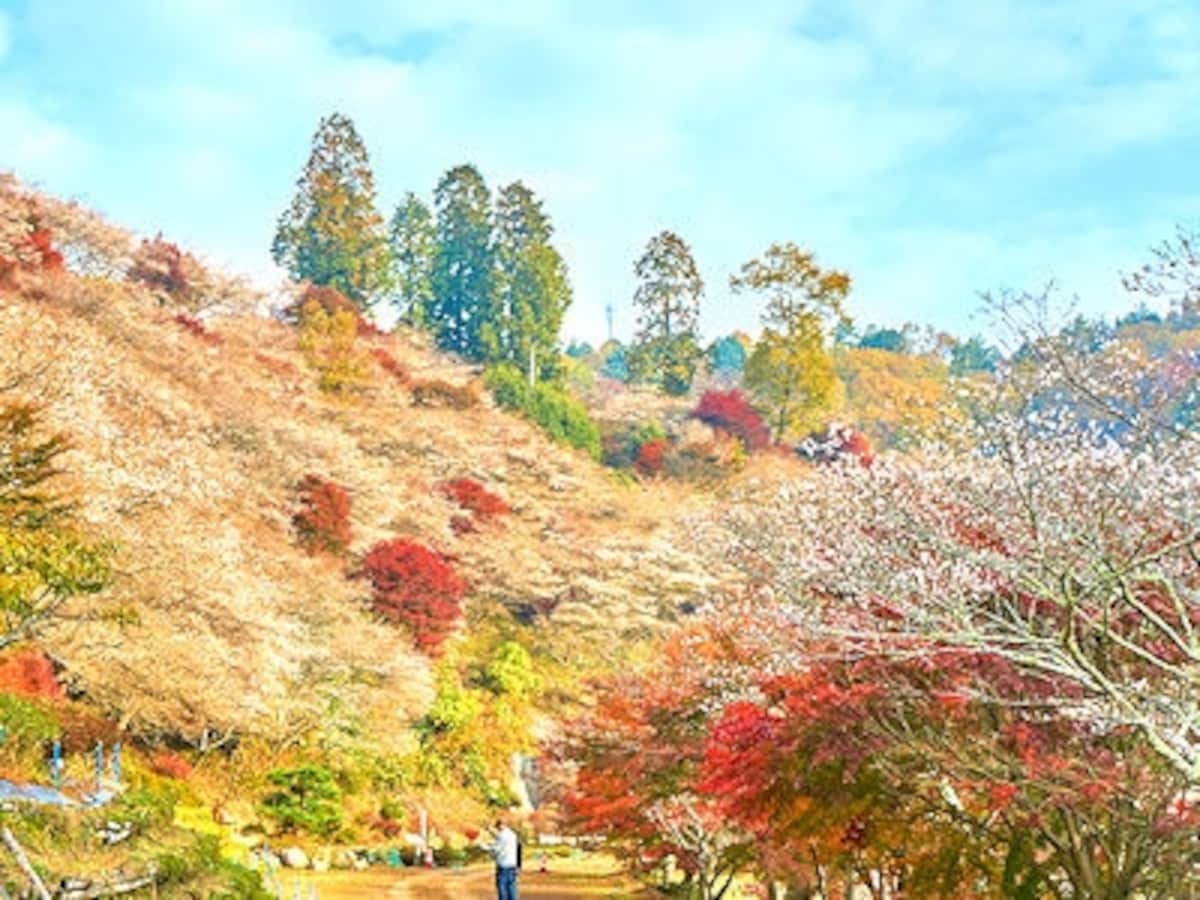 紅葉と桜が一緒に見頃！川見四季桜の里