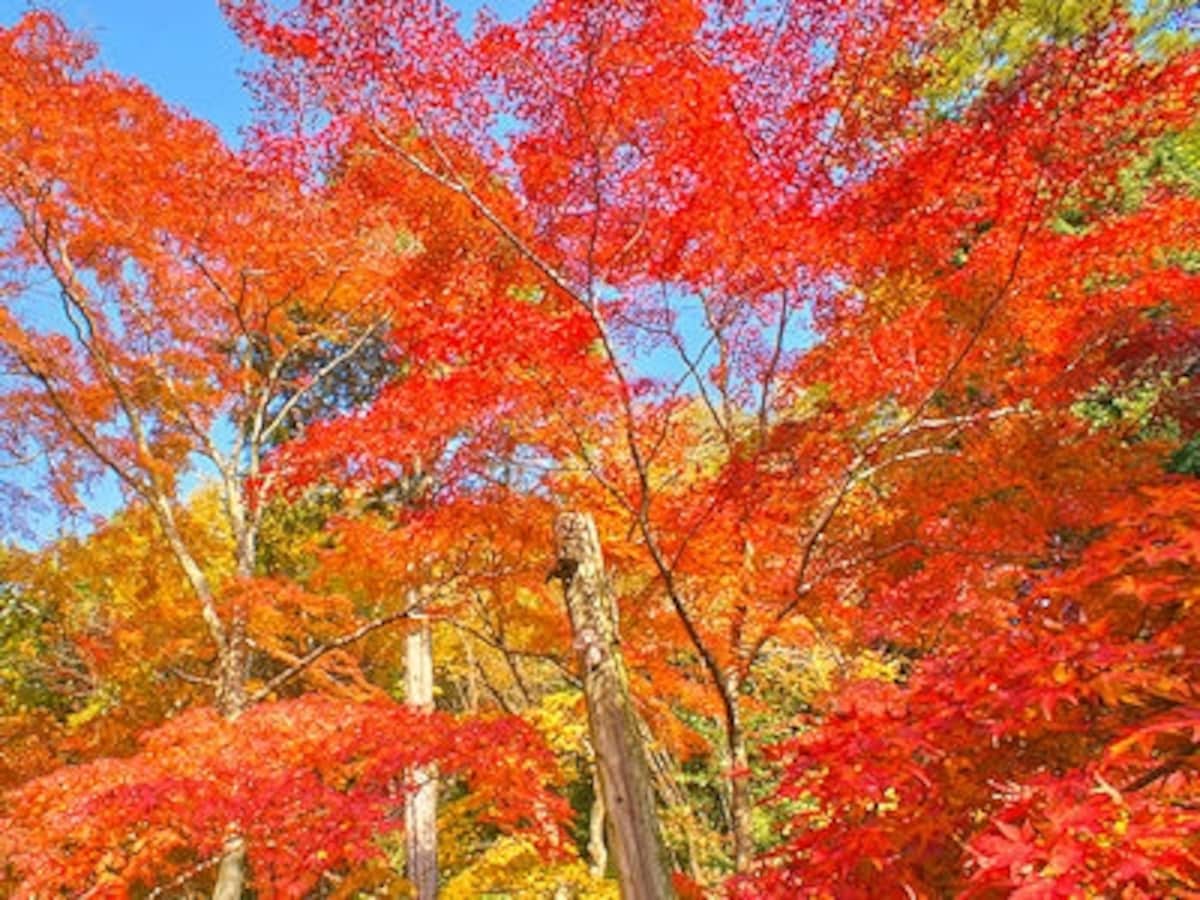 昼間の曽木公園の紅葉
