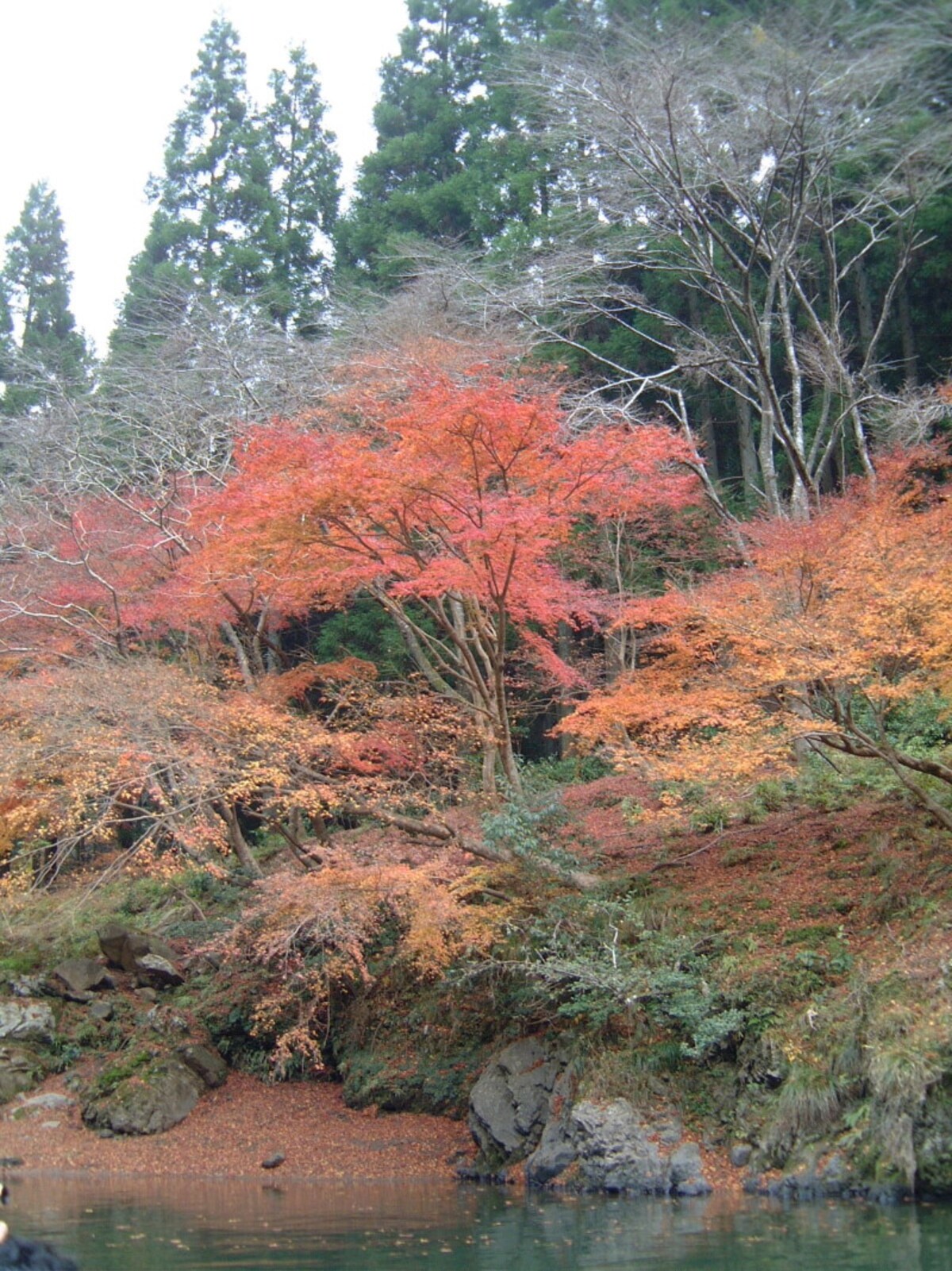 保津川下りから眺める紅葉(2)
