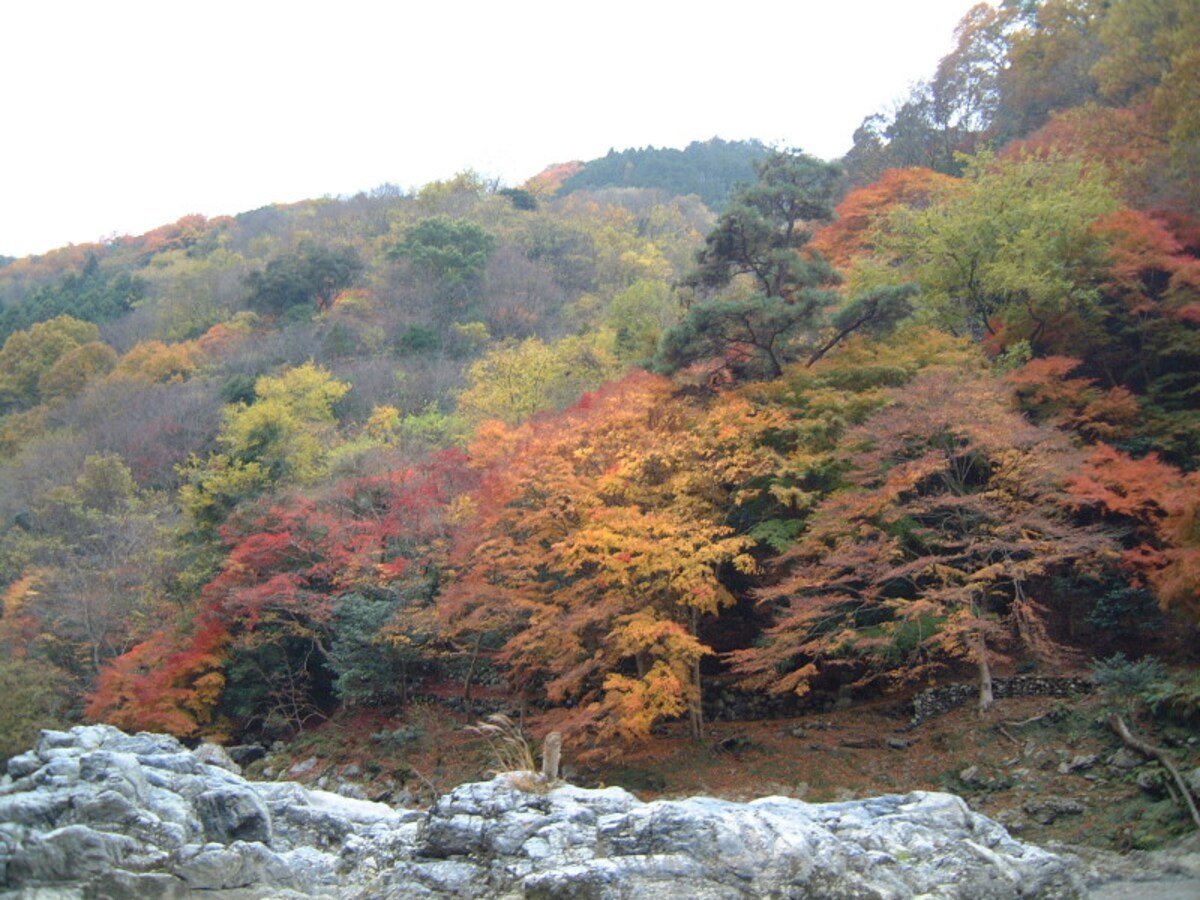 保津川下りから眺める紅葉(3)