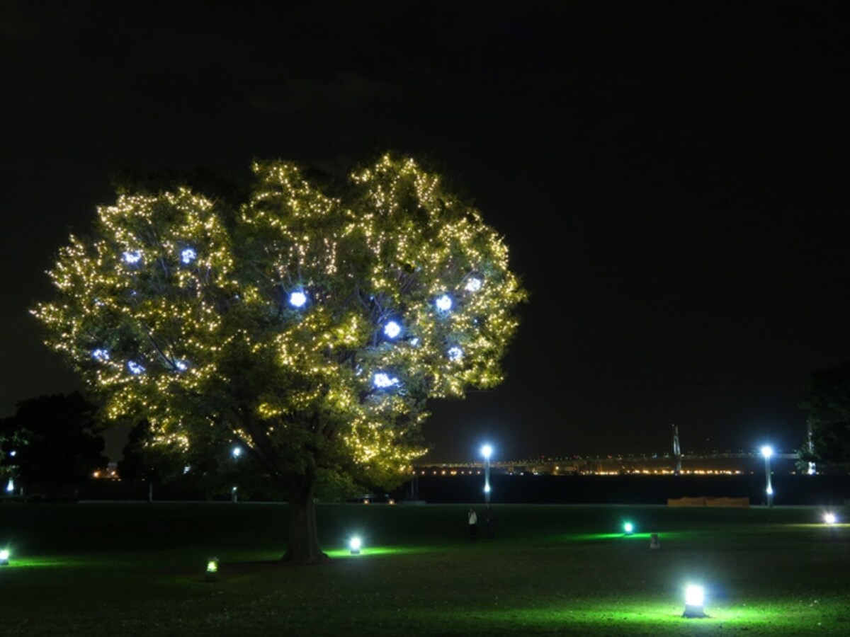 超穴場!?　臨港パーク芝生広場に今年初登場した光のイルミネーションボールをまとったツリー（2015年11月21日撮影）