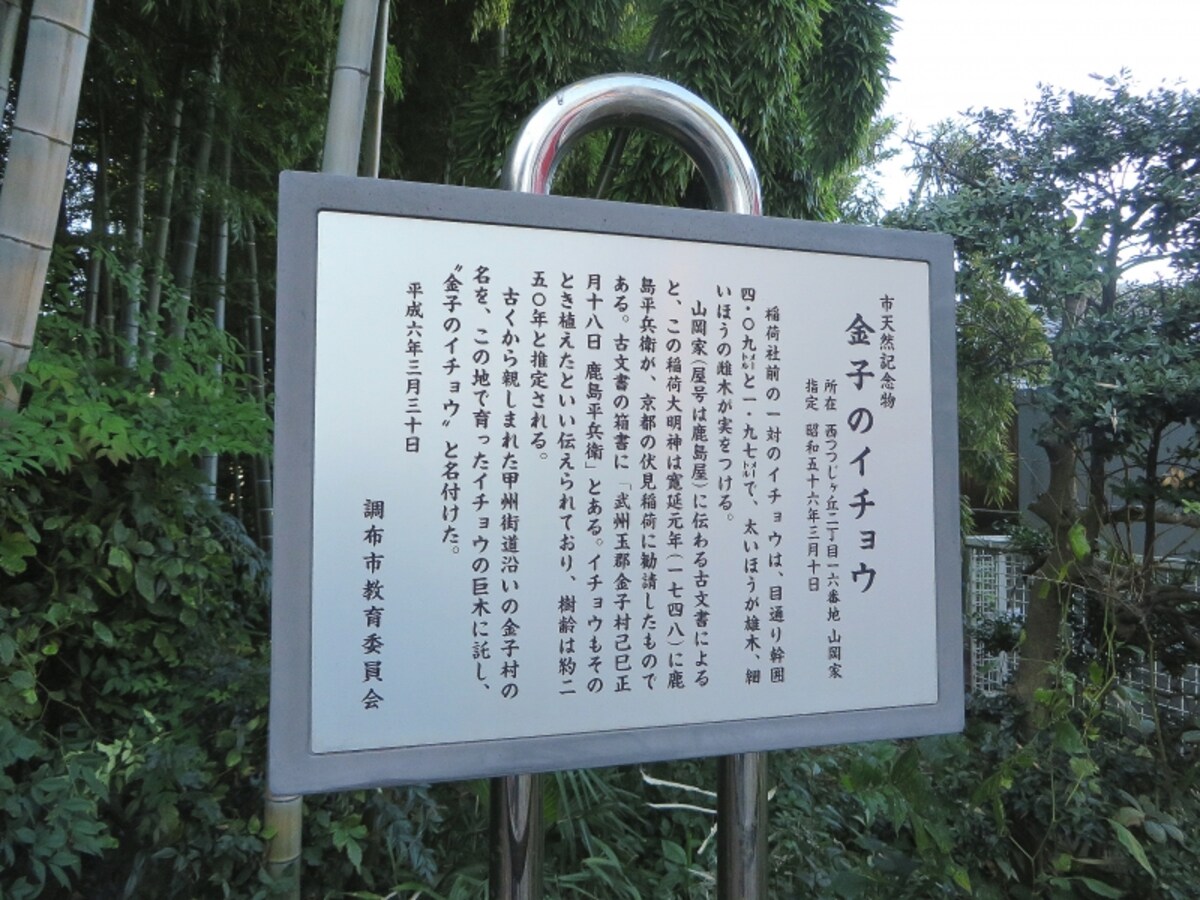 金子の銀杏