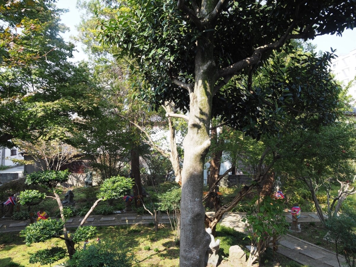 庭園＠香林寺