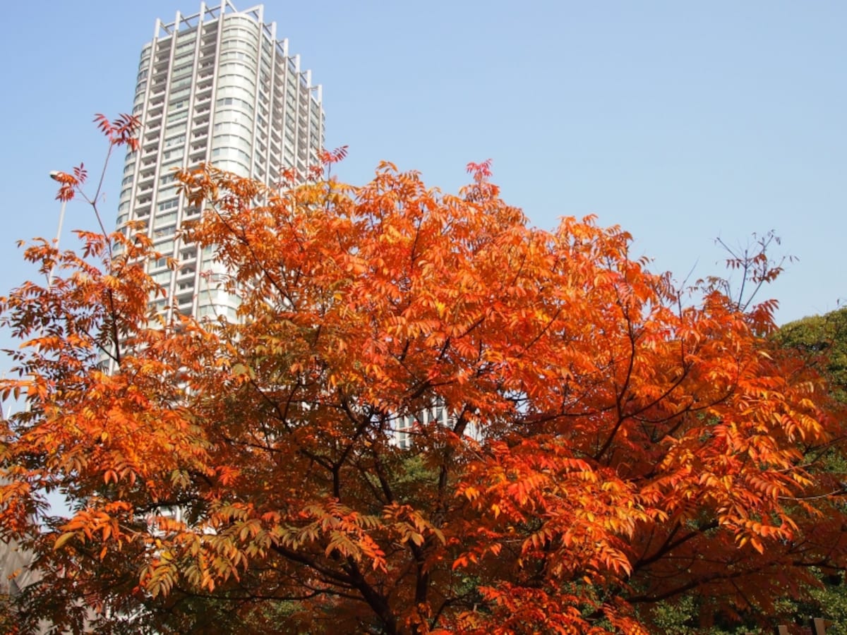 ビルと紅葉が重なり合っている素敵な景色