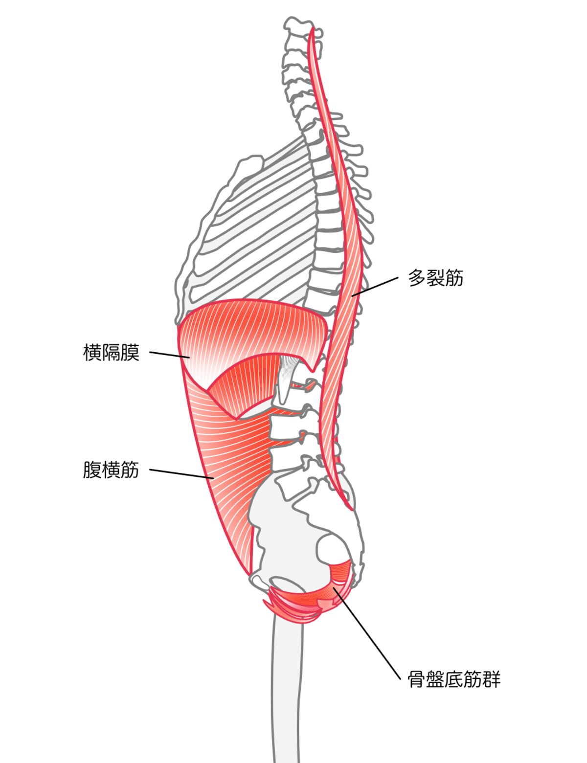 姿勢筋と骨盤的筋群