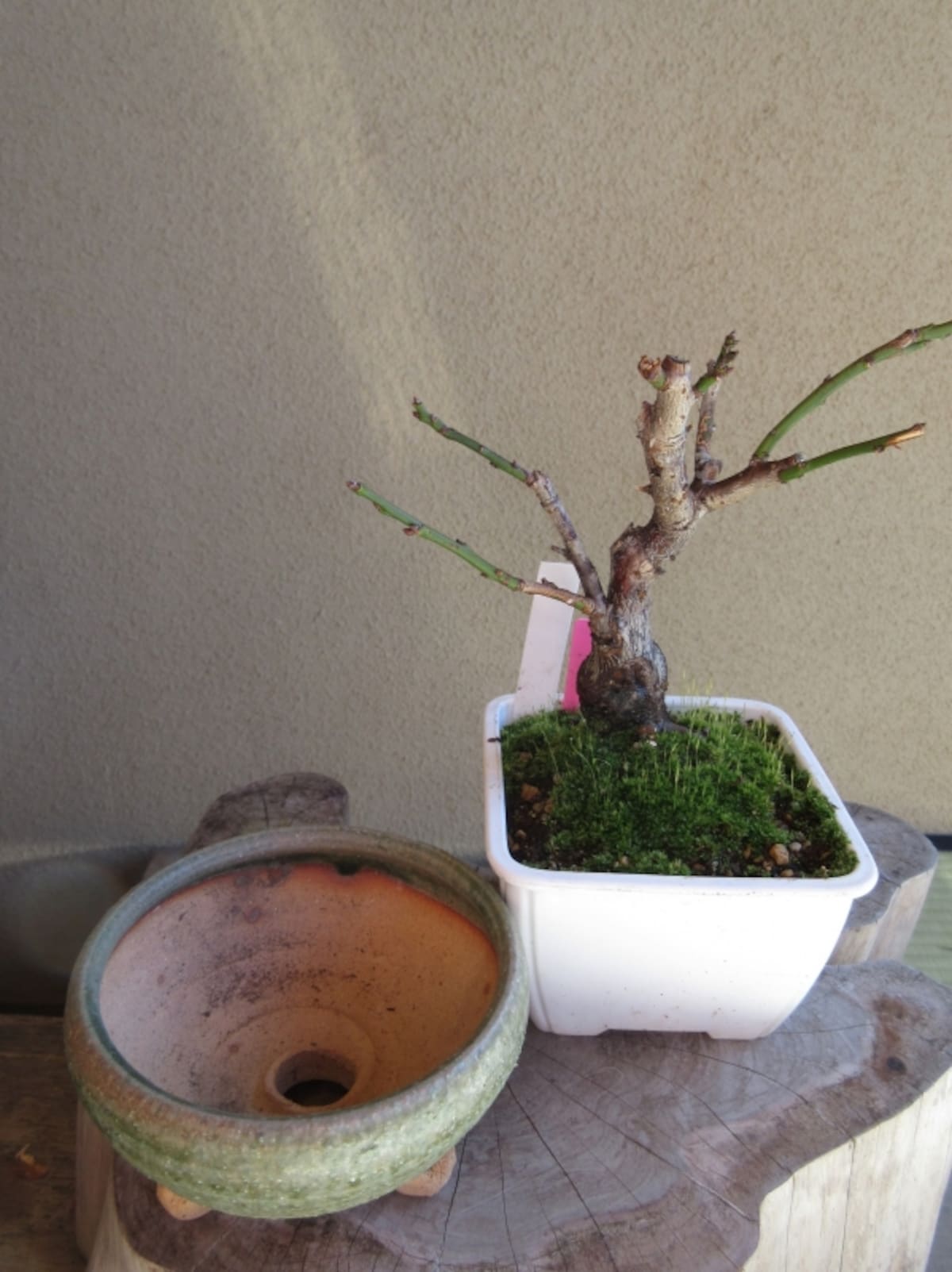 盆栽づくり