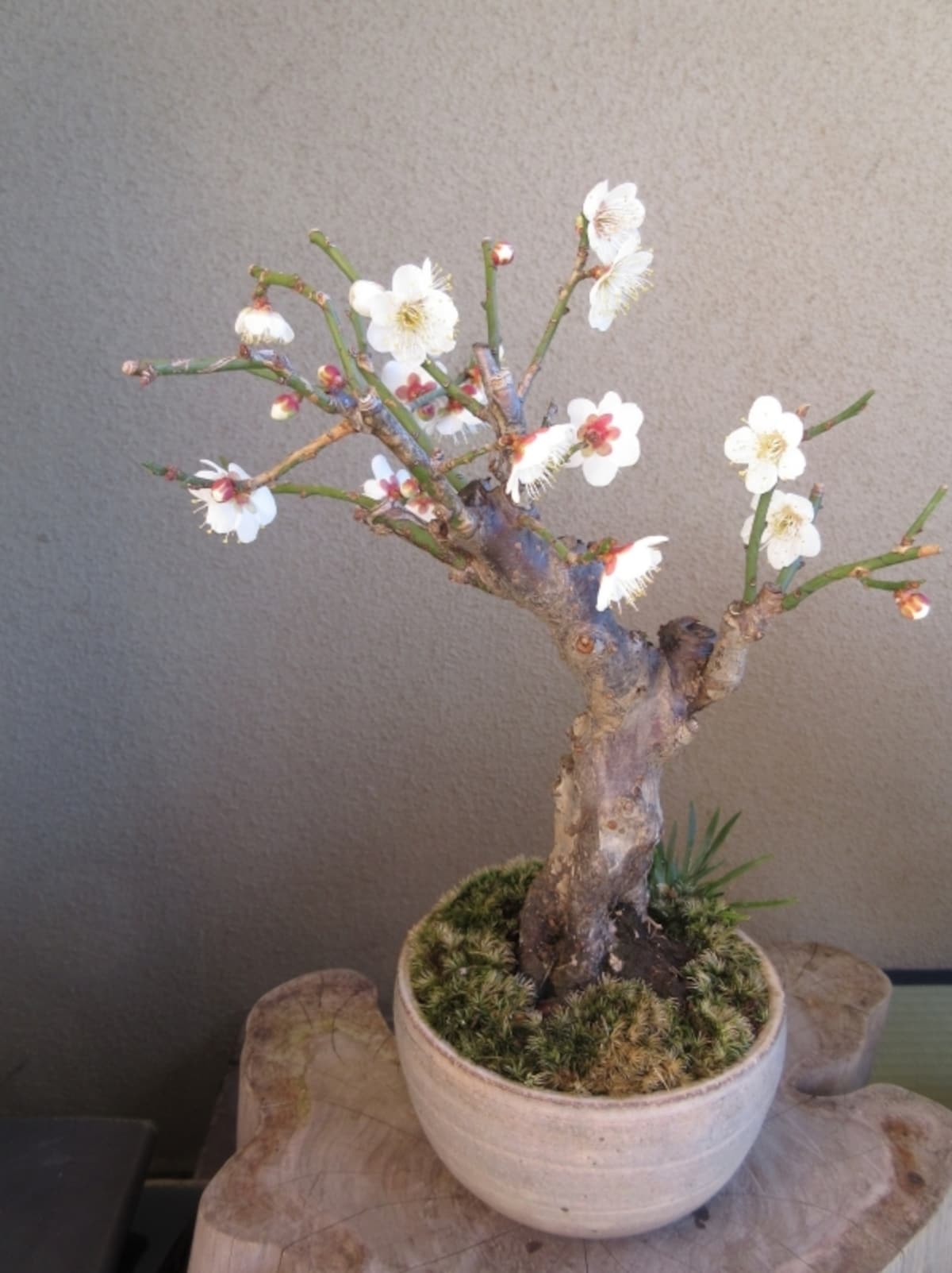 冬至梅と花セキショウの盆栽