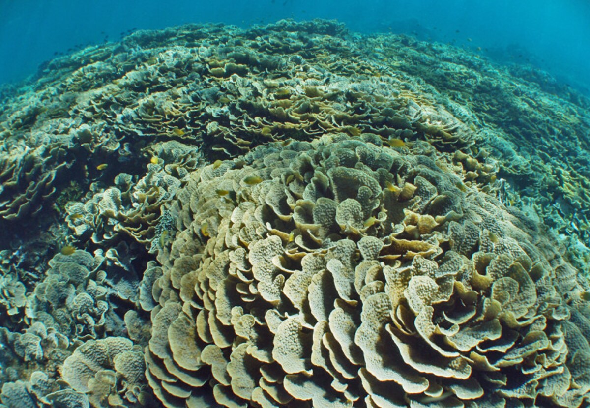 スキューバ,ダイビング,地球温暖化,サンゴ,白化,海水温,海面上昇,海水酸性化,IPCC,第5次評価報告書,COP21,パリ協定,