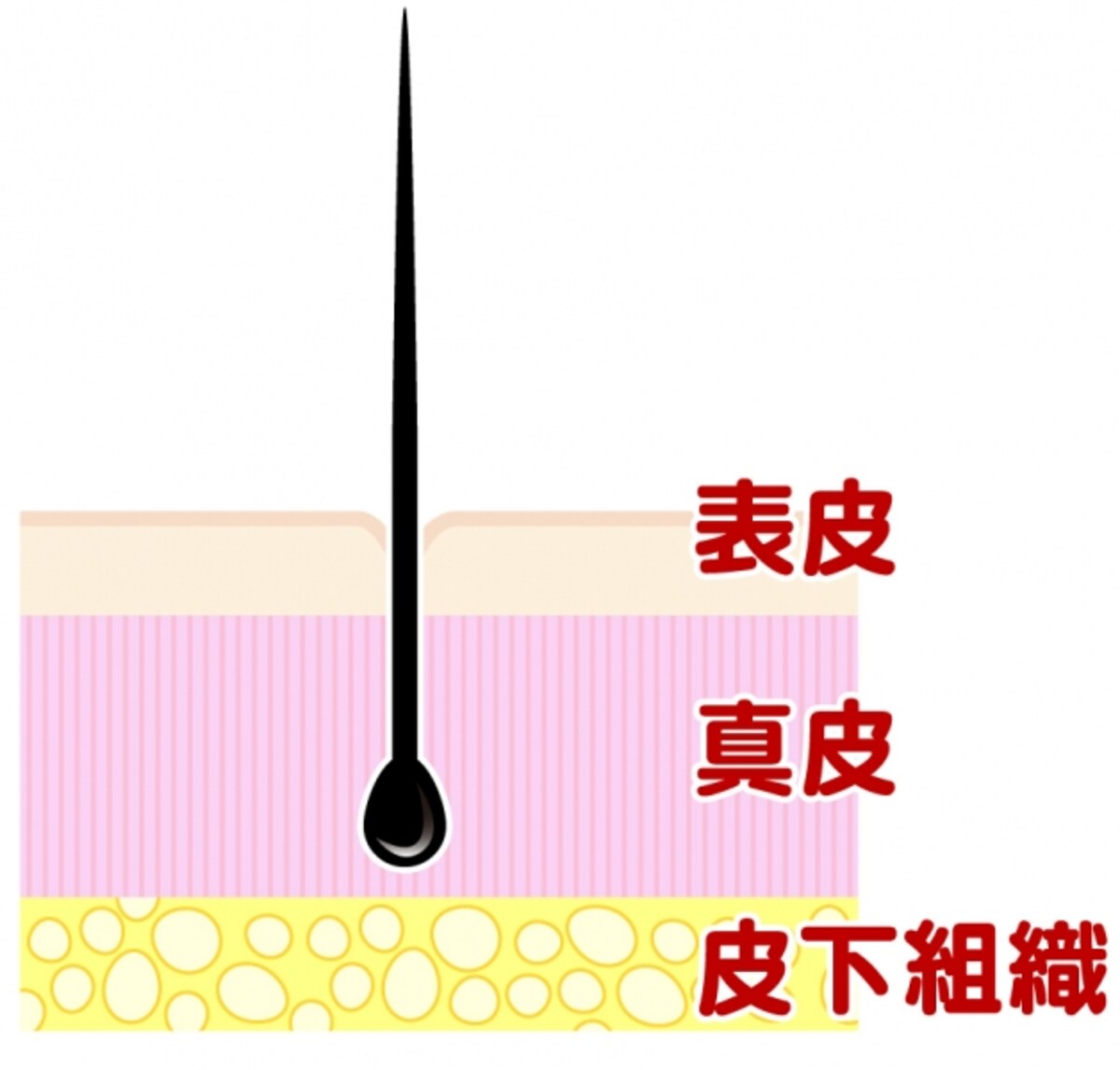 皮膚