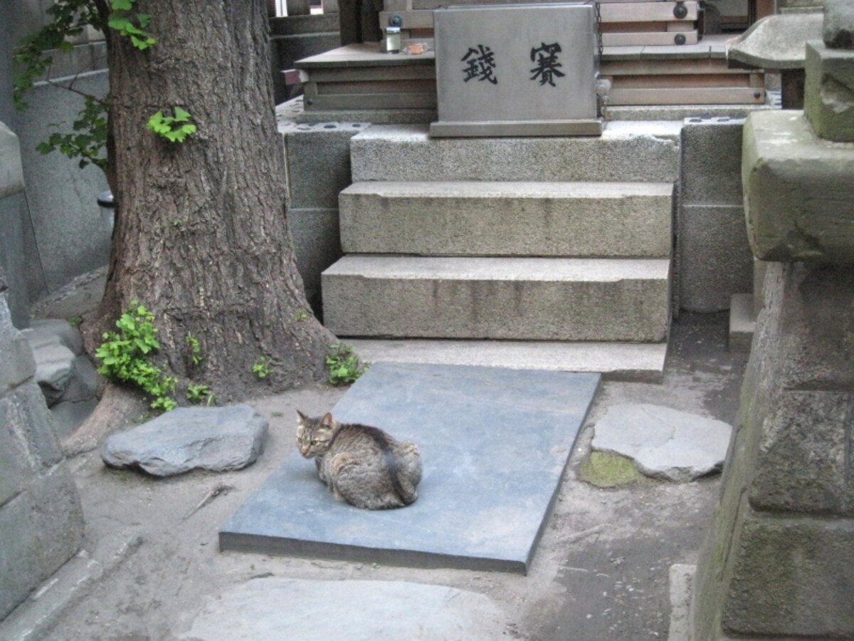 神社の猫