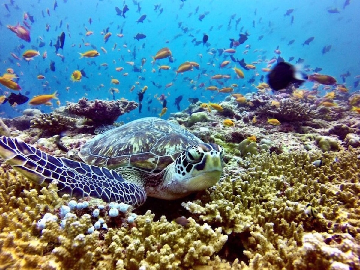 バア環礁の海の中はこの美しさ! 写真提供:アミラフシダイビングセンター