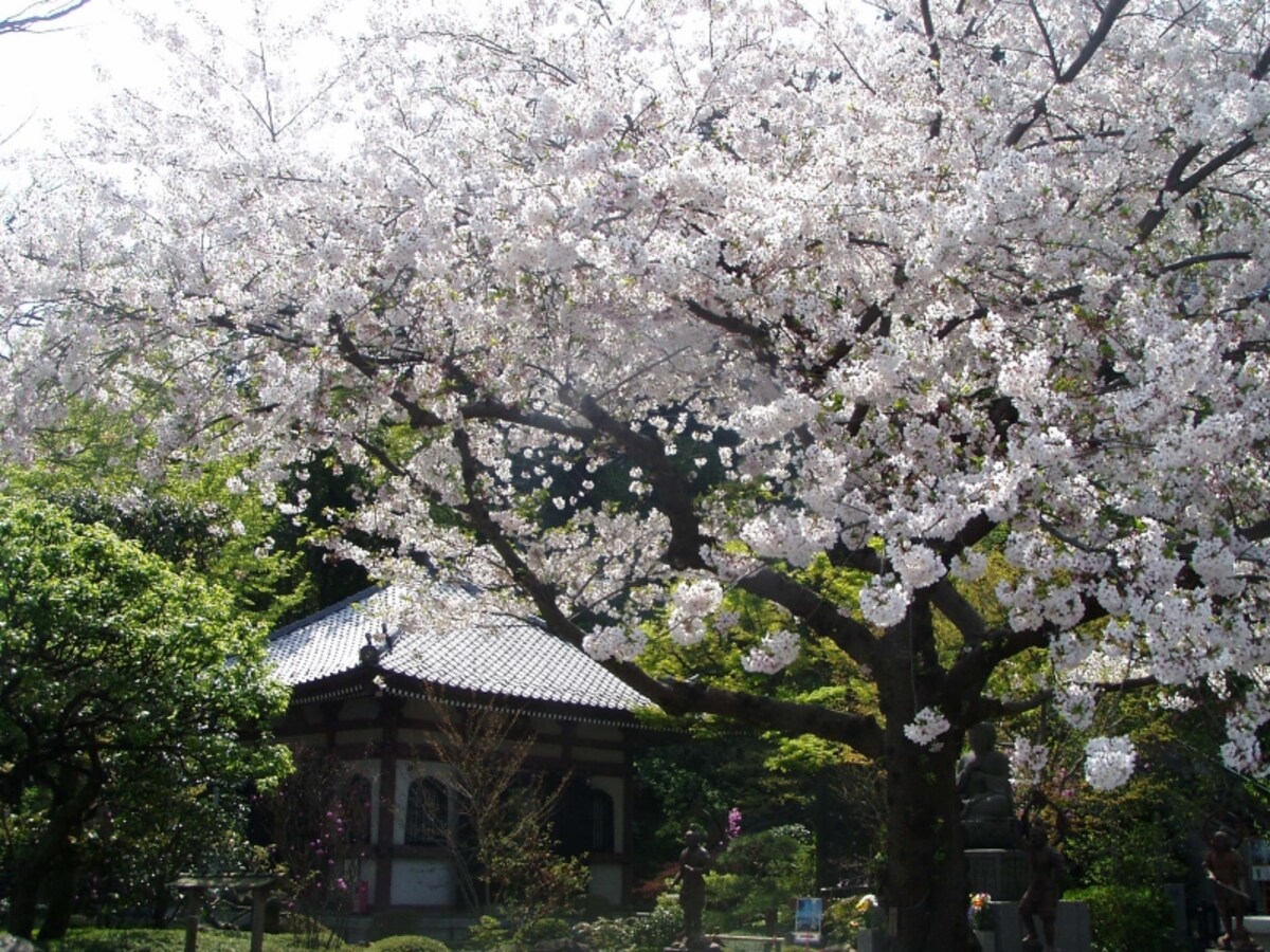 長谷寺のサクラ