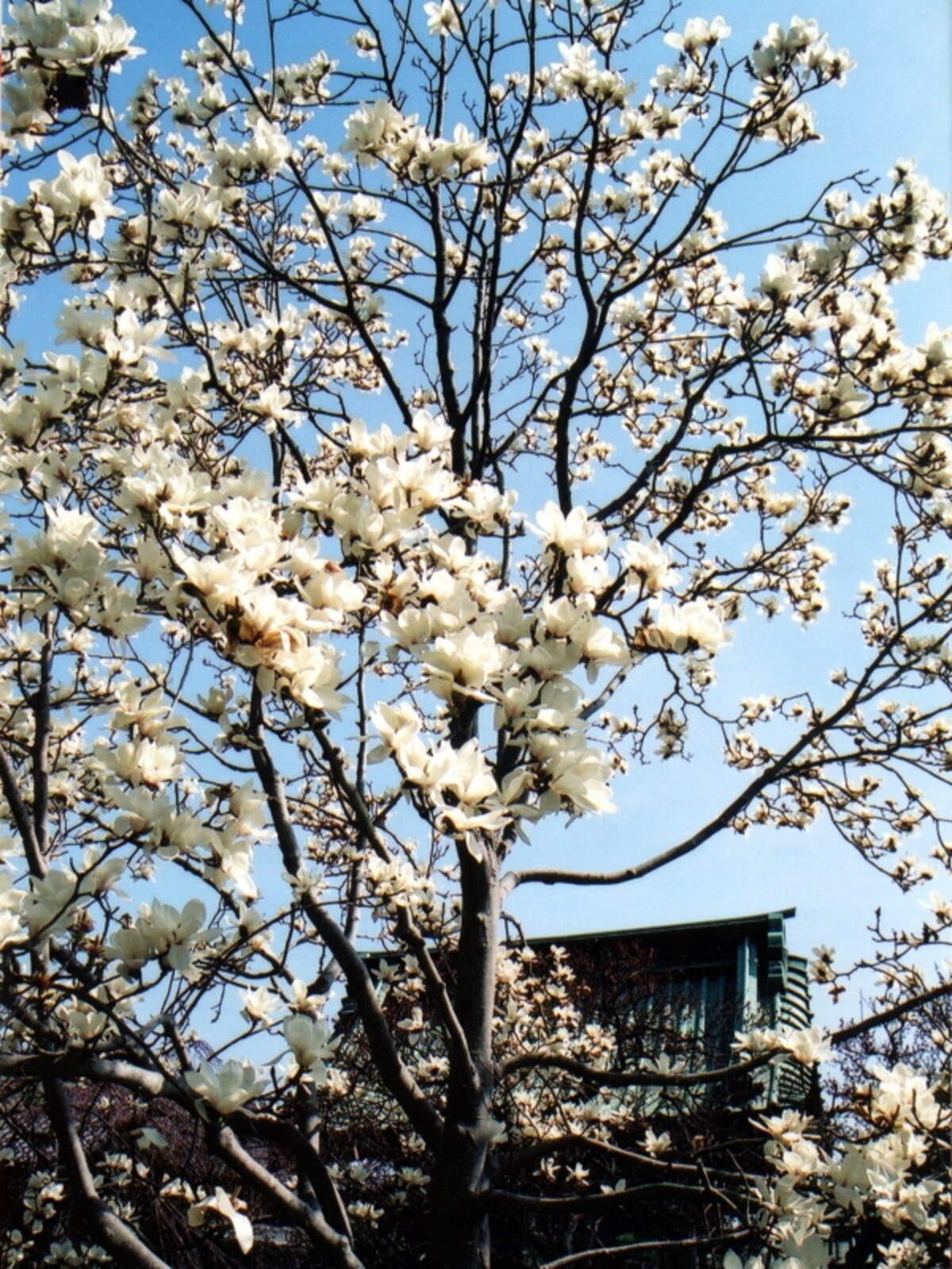 ハクモクレンの花
