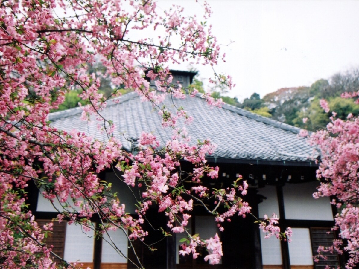 カイドウ咲く光則寺