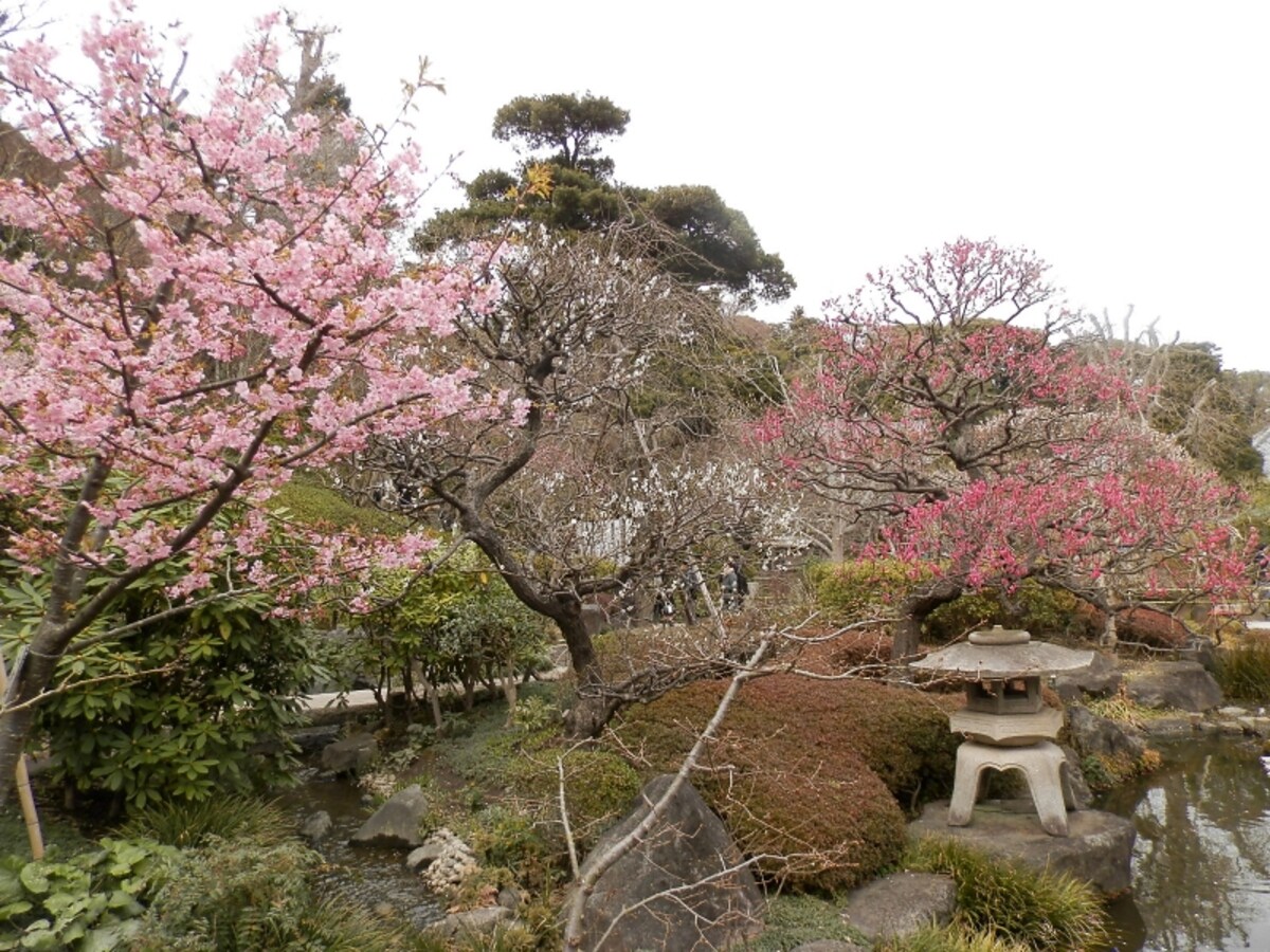 河津桜咲く春の長谷寺