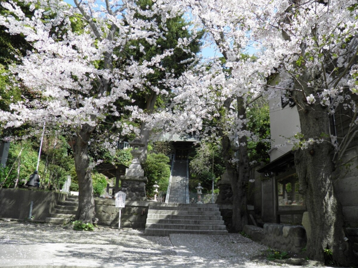ソメイヨシノ咲く甘縄神明神社