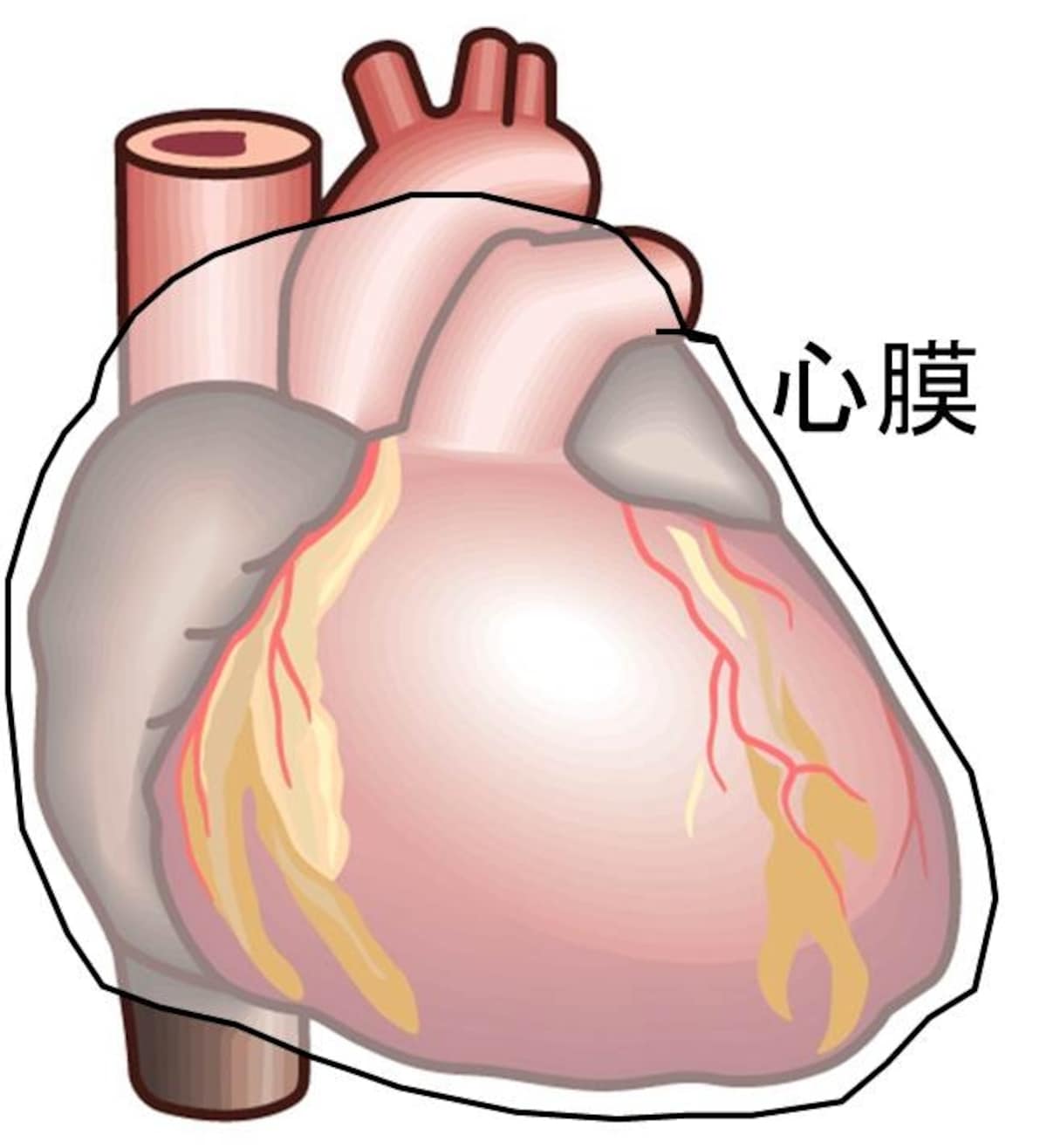心膜