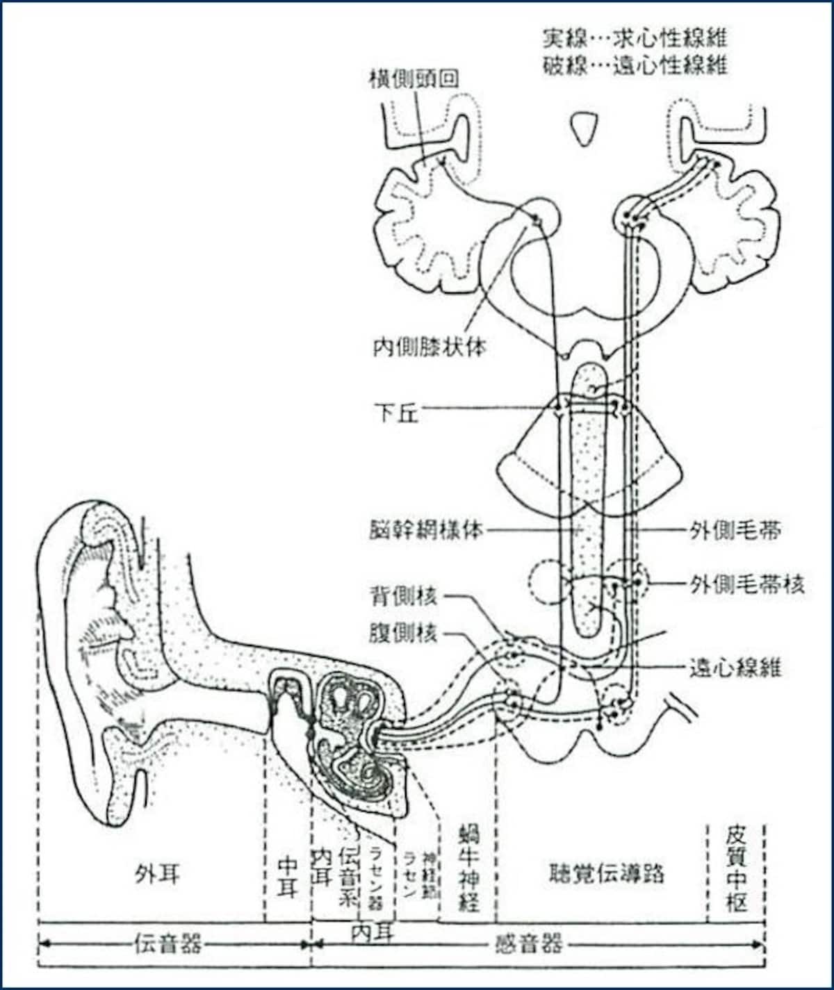 音の伝わり方