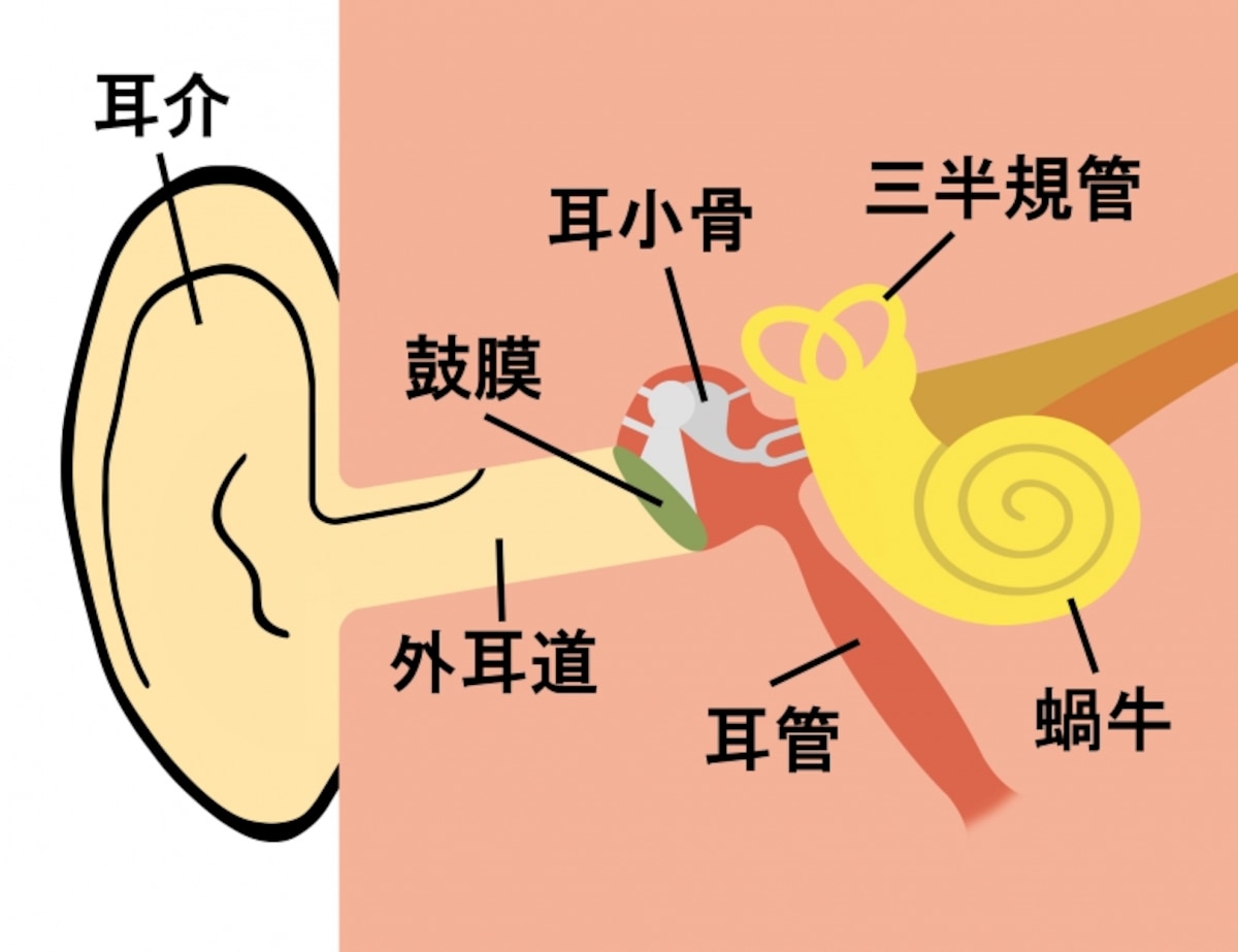 耳のメカニズム