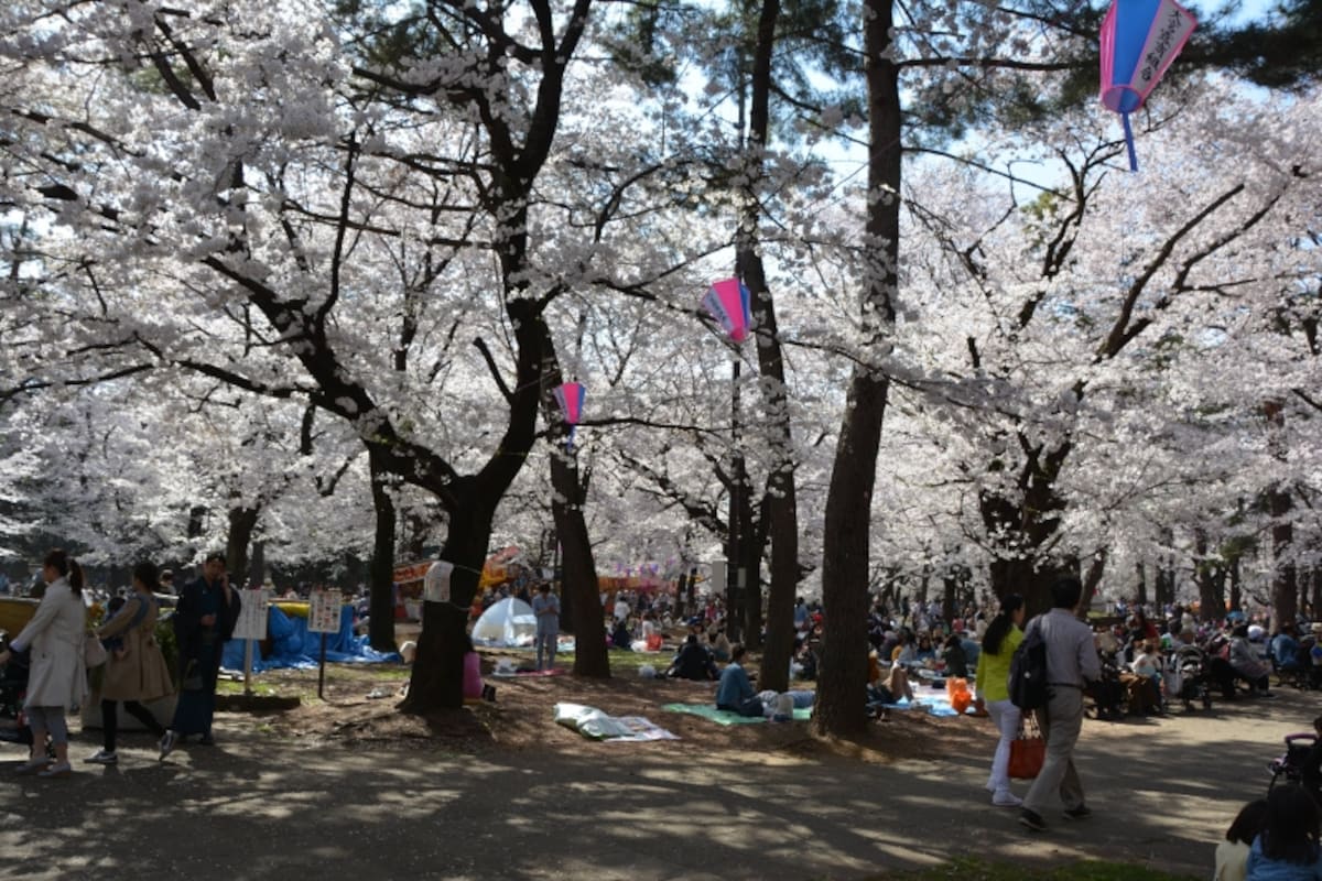 大勢の人々が季節の彩りを楽しむ大宮公園の自由広場