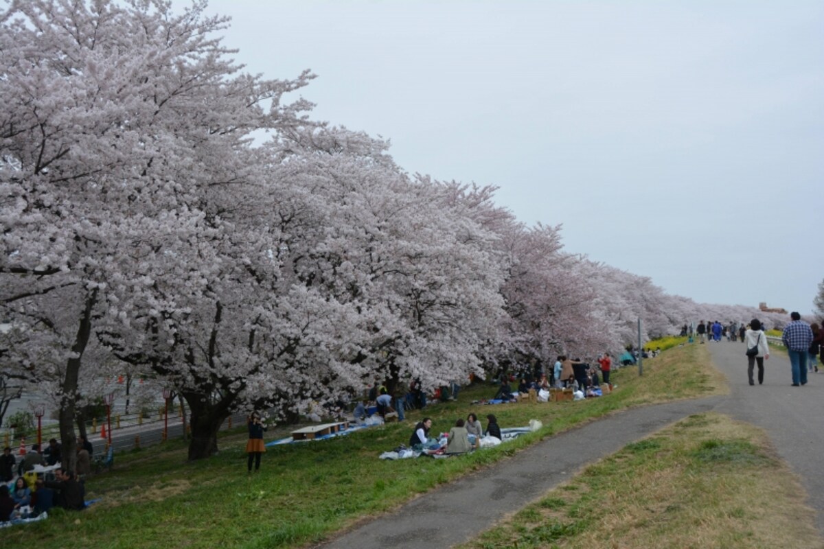 約2キロにわたって河川敷を彩る荒川桜堤
