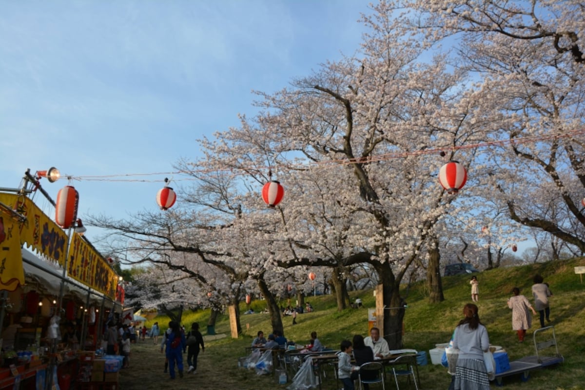 水害対策用の城ケ谷堤を春の訪れを告げる桜
