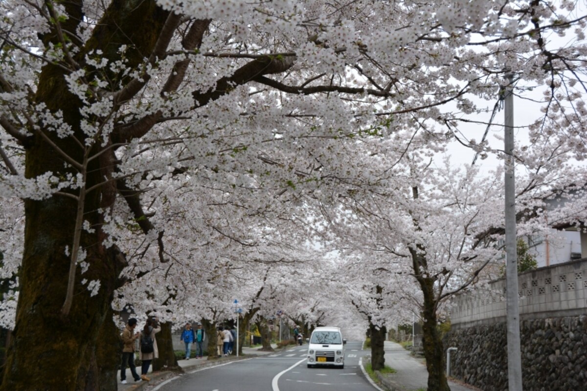 約4キロの道の両側が薄紅色の染まる長瀞北桜通り