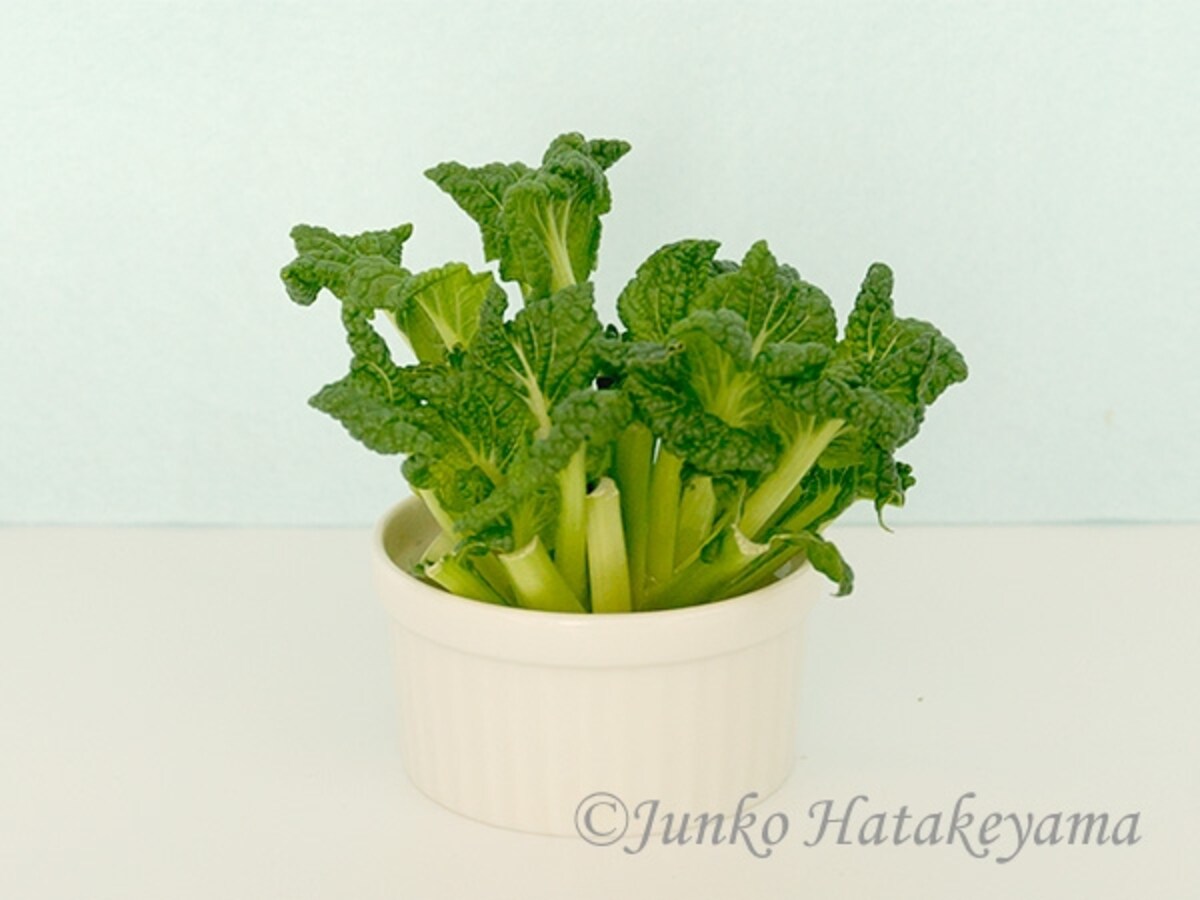 チヂミ菜