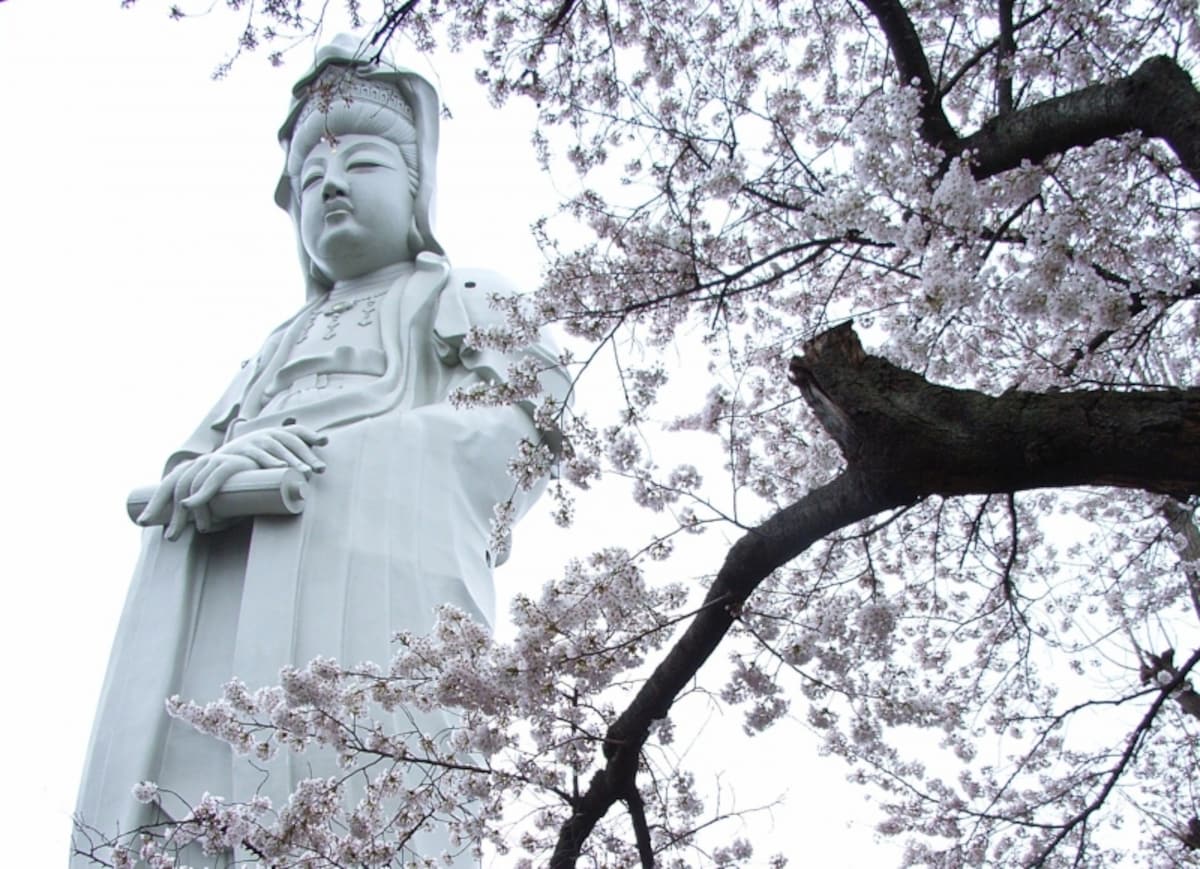 観音山の桜