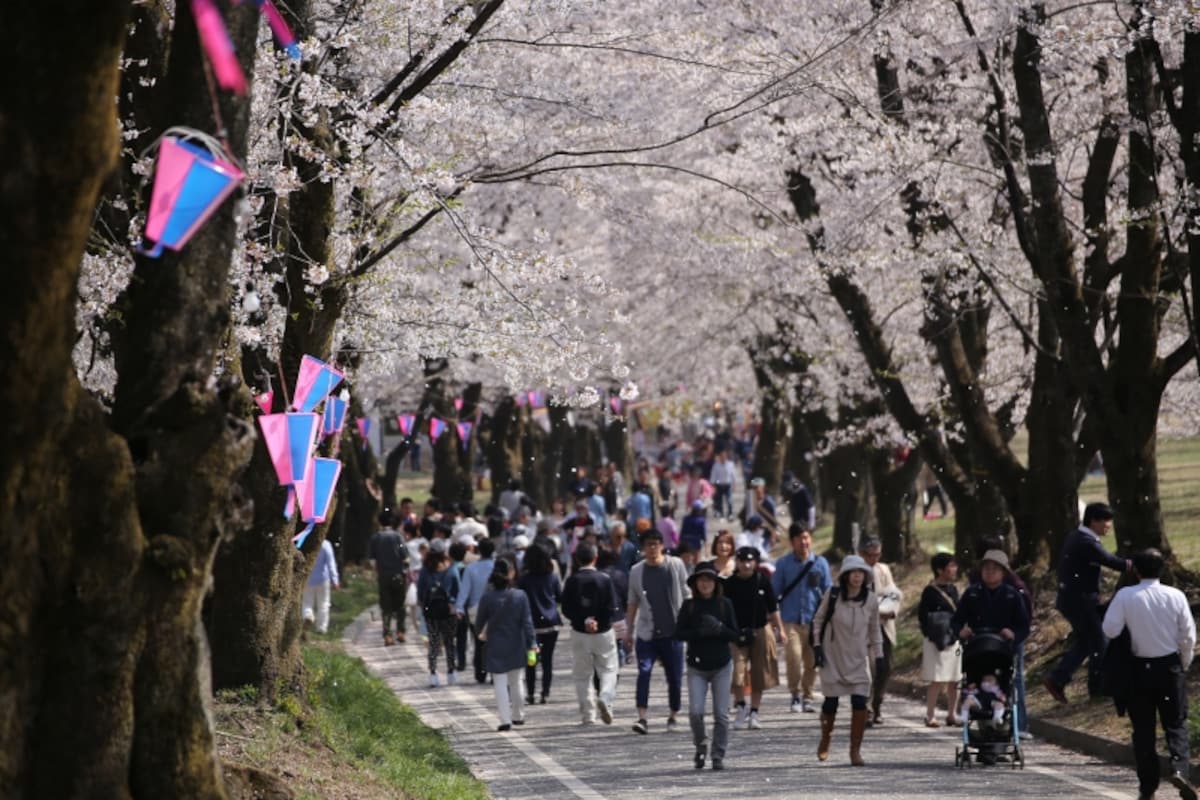 赤城の千本桜