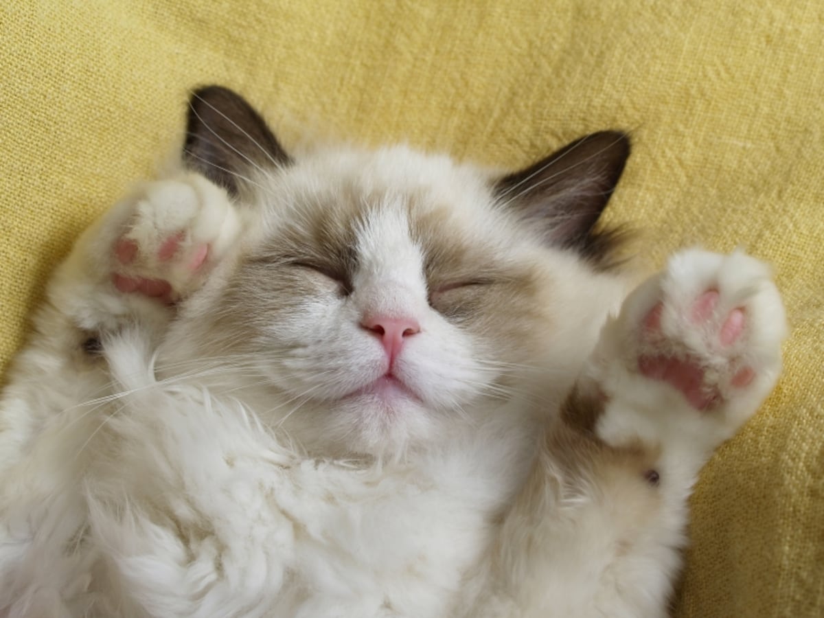 ディープラーニングで画像から猫を認識
