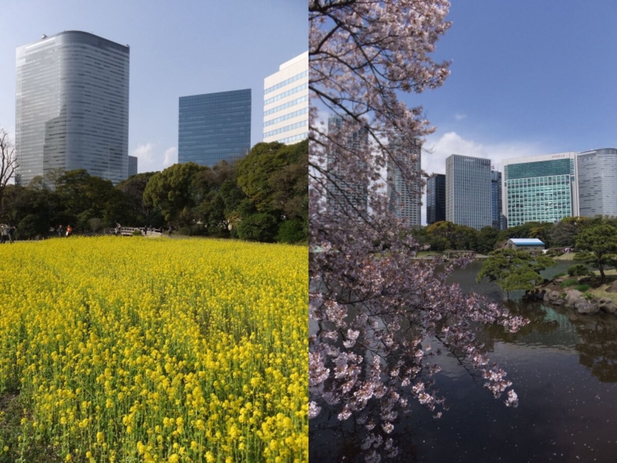 菜の花から桜への春の花リレー、浜離宮恩賜庭園