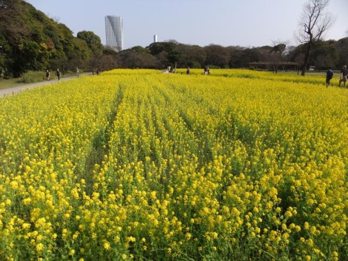 浜離宮恩賜庭園の菜の花畑（1）