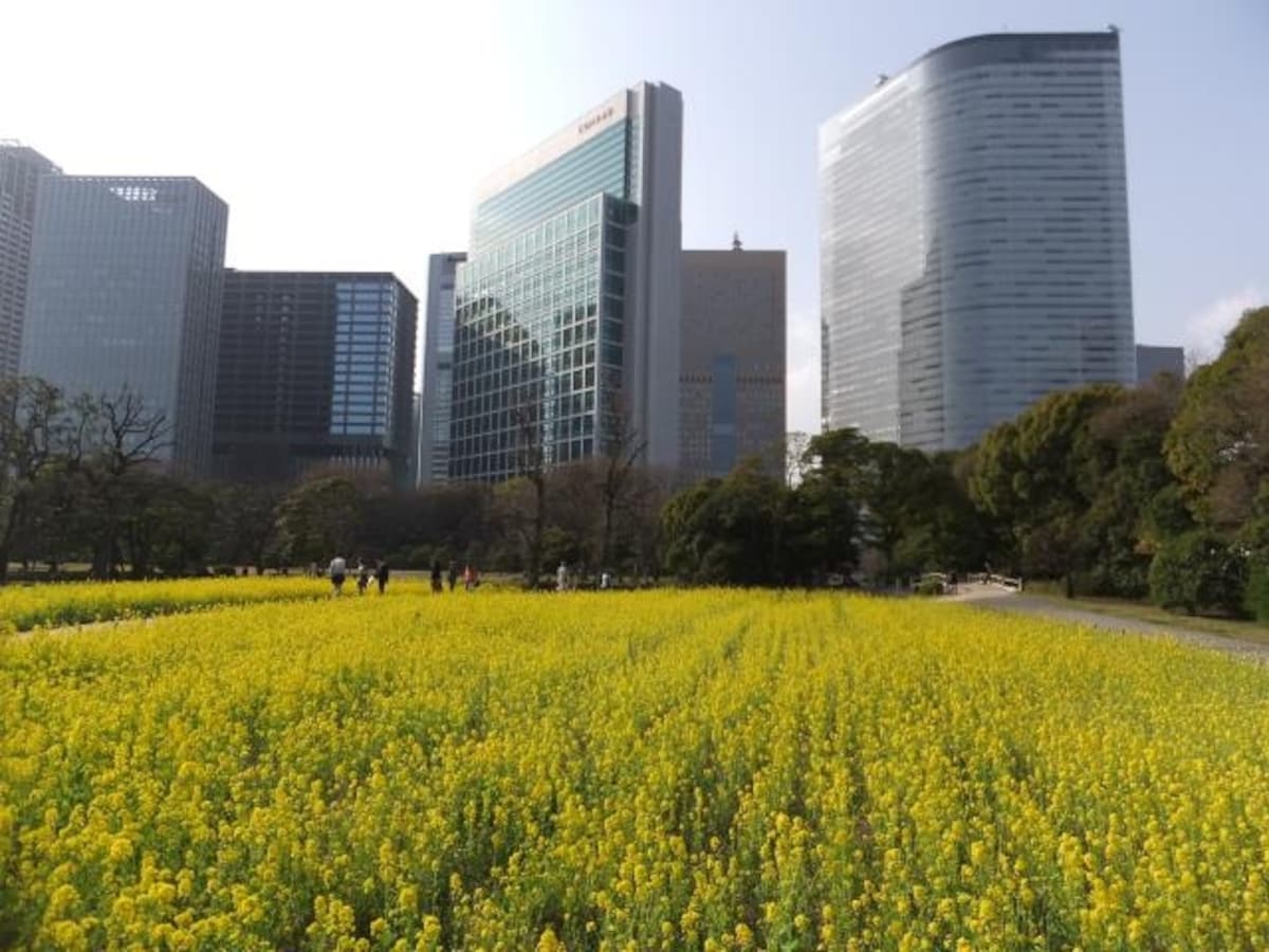 浜離宮恩賜庭園の菜の花畑（2）
