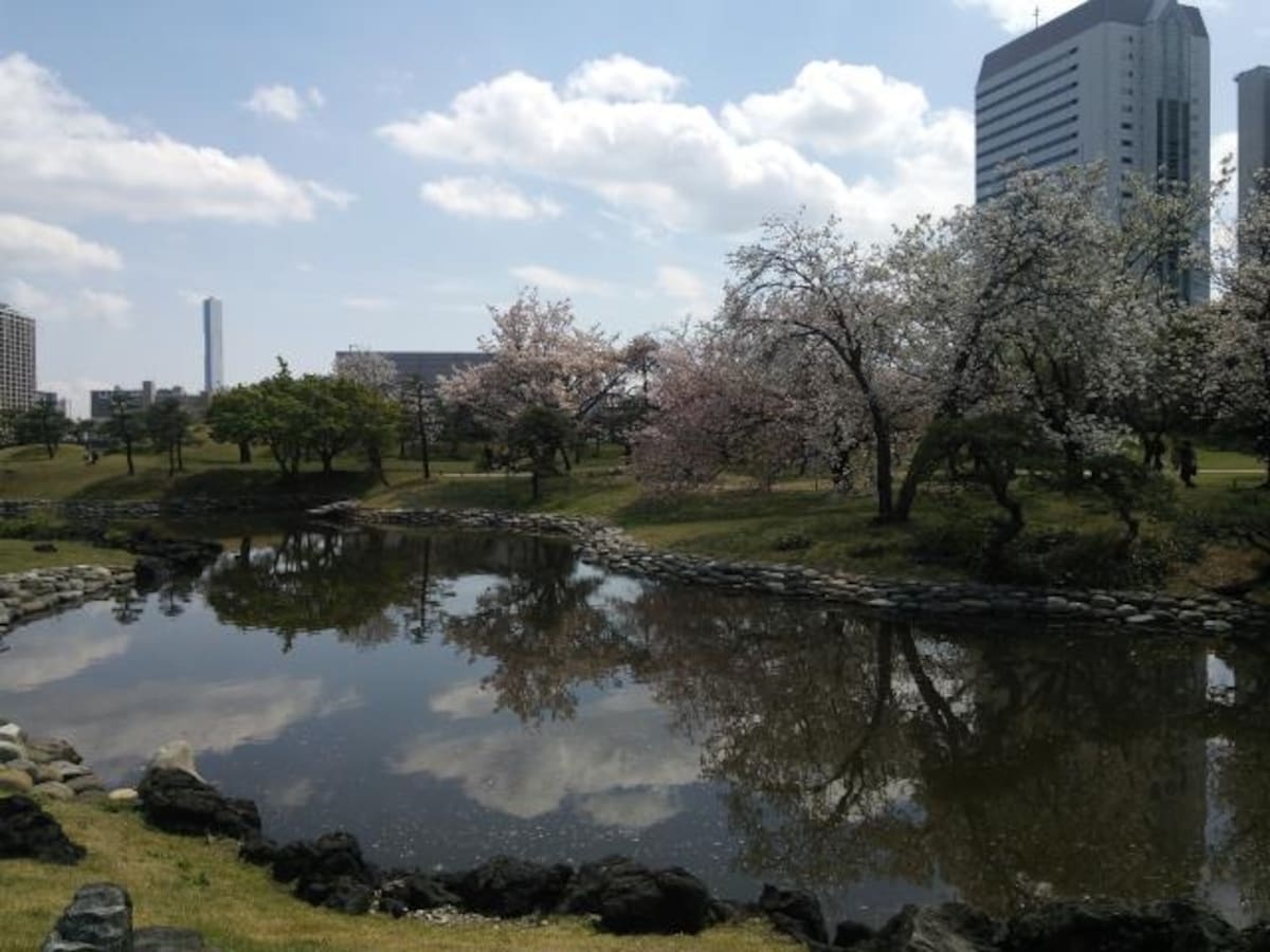 浜離宮恩賜庭園の桜（3）
