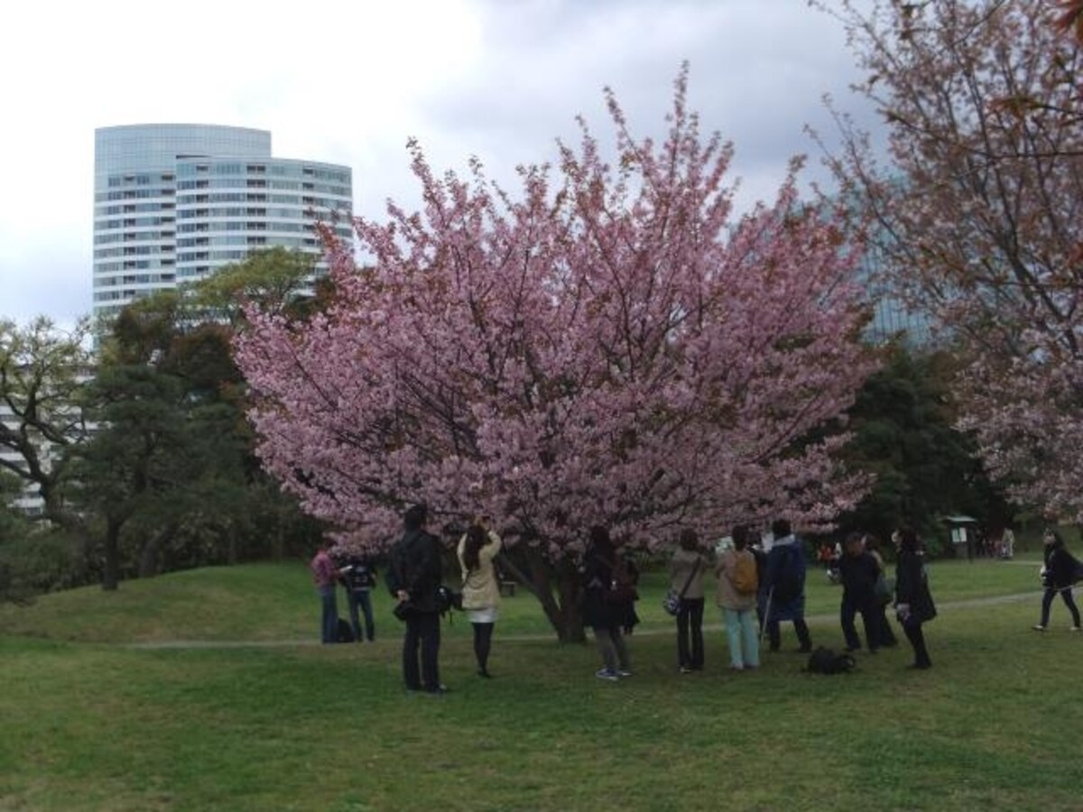 浜離宮恩賜庭園の桜（4）