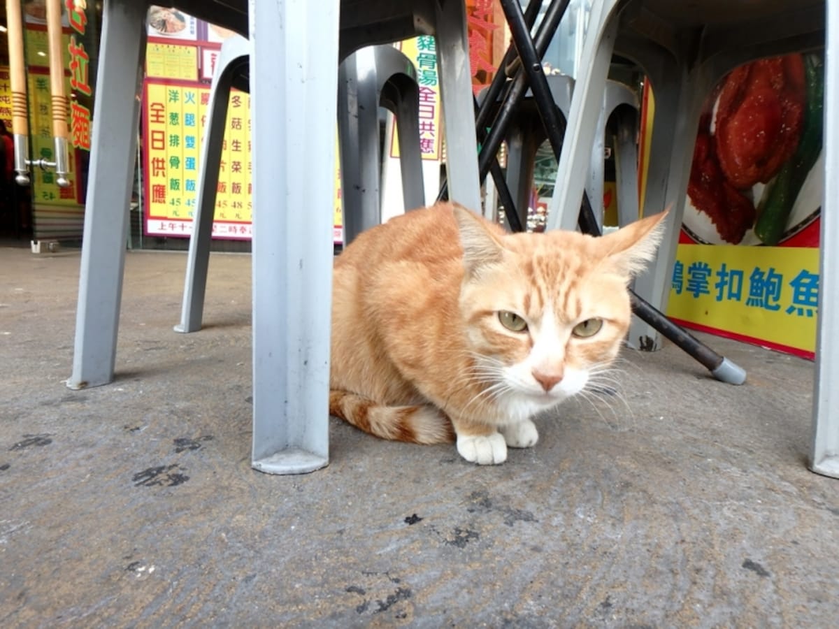 椅子の下にいたのは猫だった