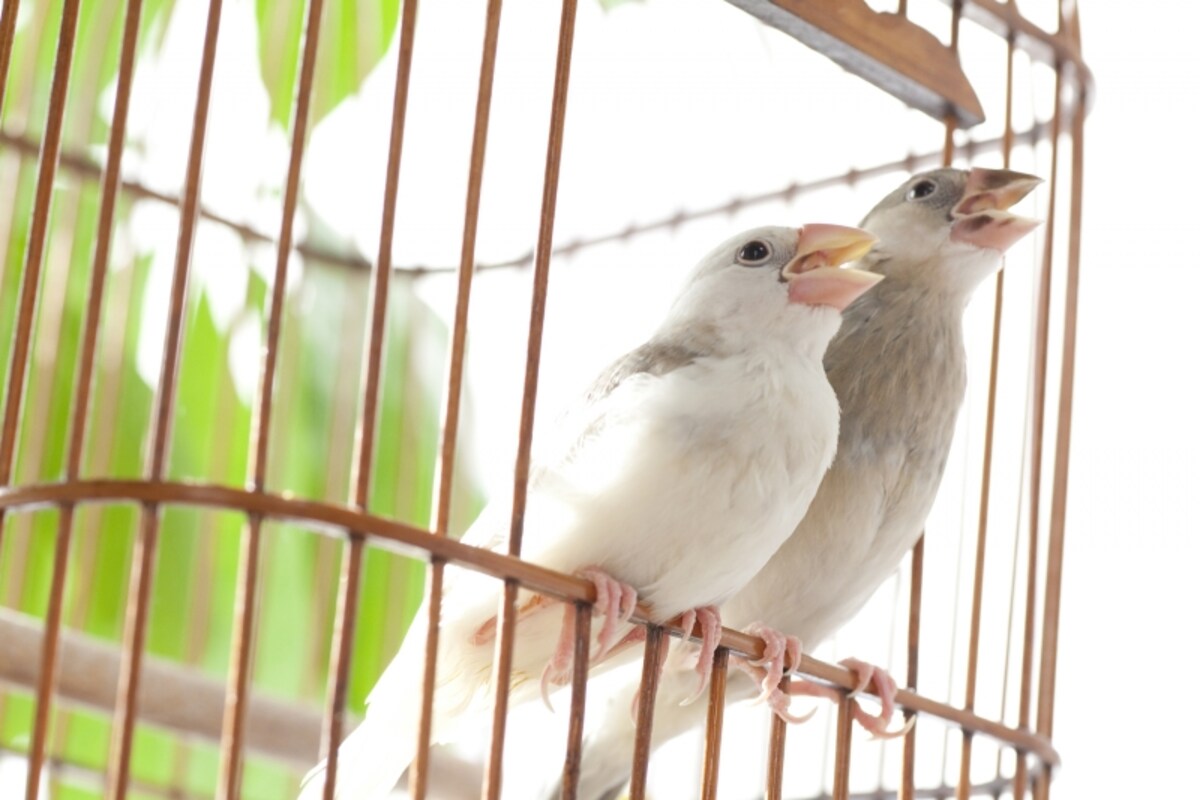 小鳥を会社から見たり鳴き声を聞くこともできる。