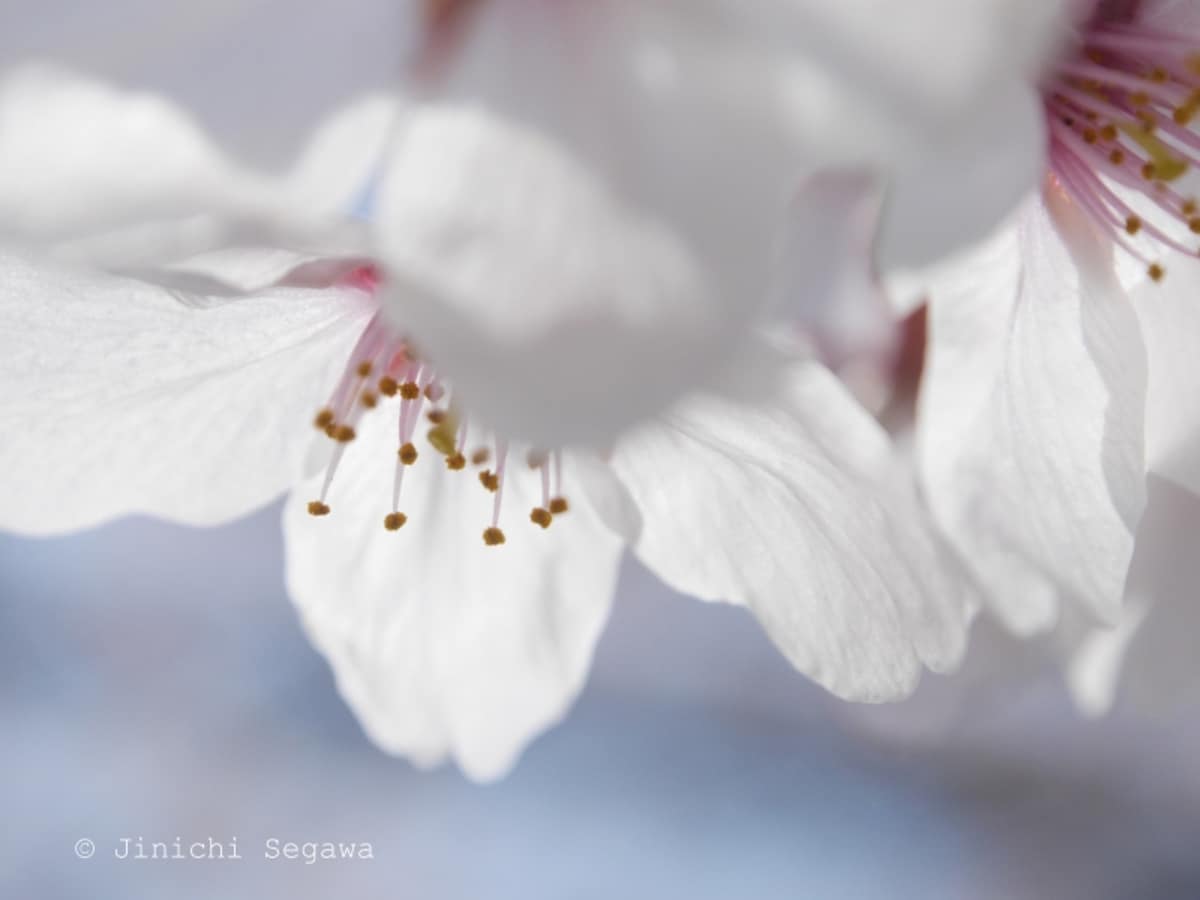 桜の撮影
