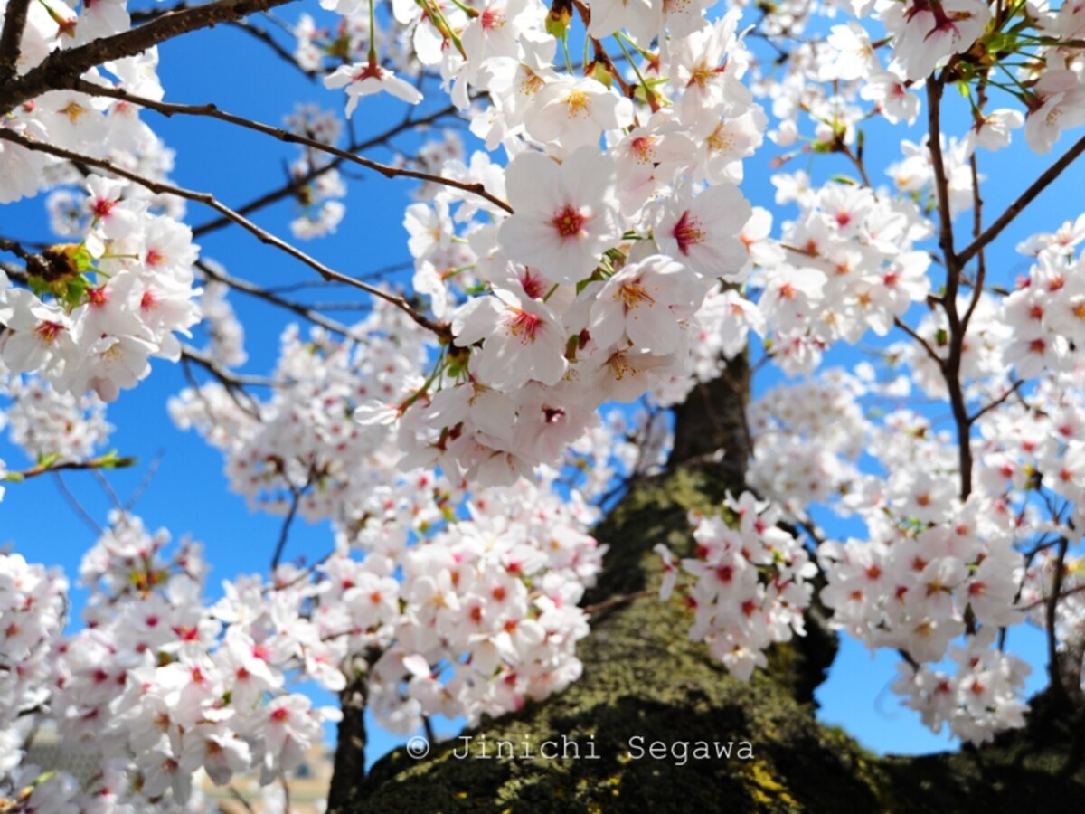 桜の撮影