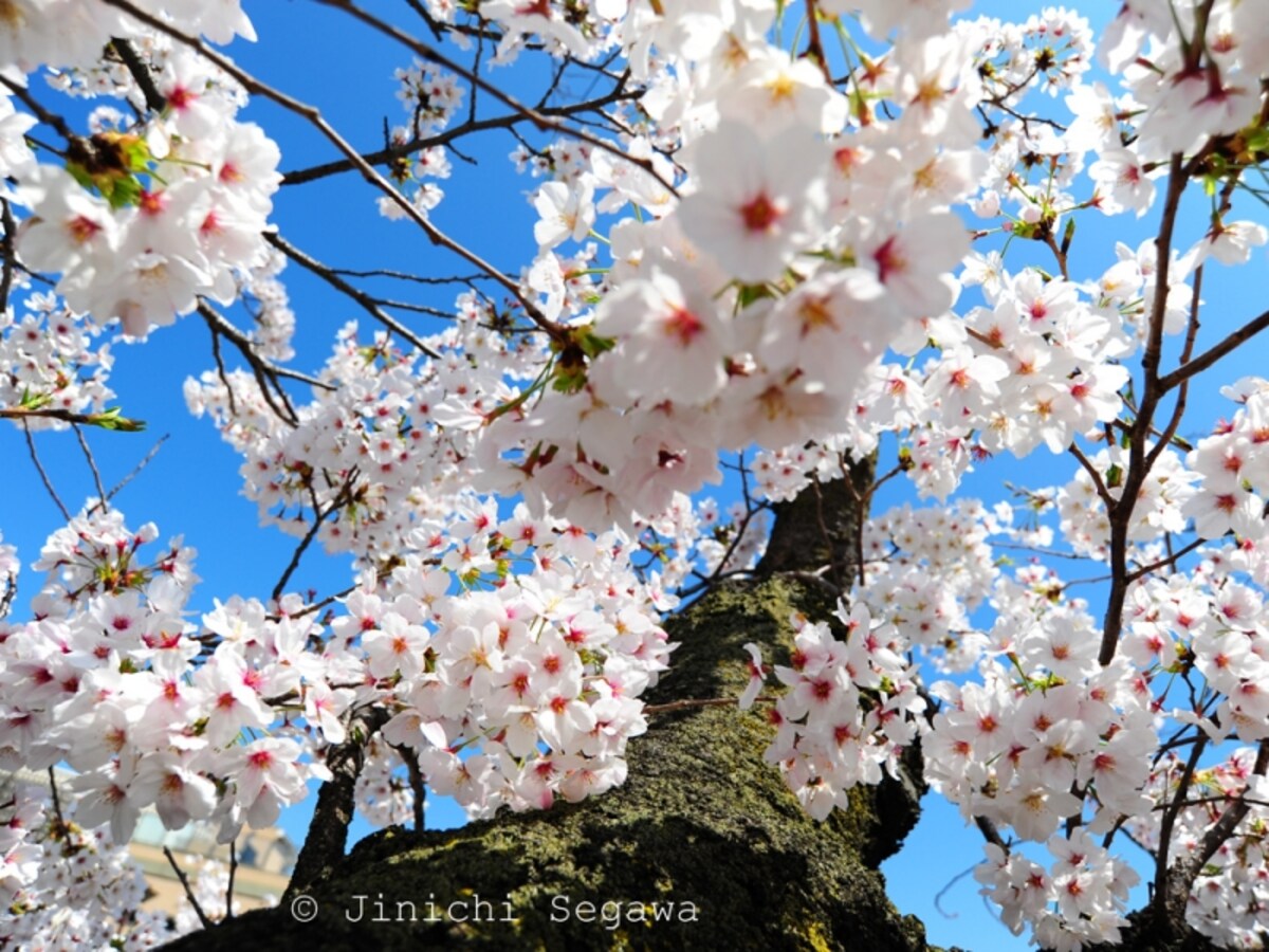 桜の撮影