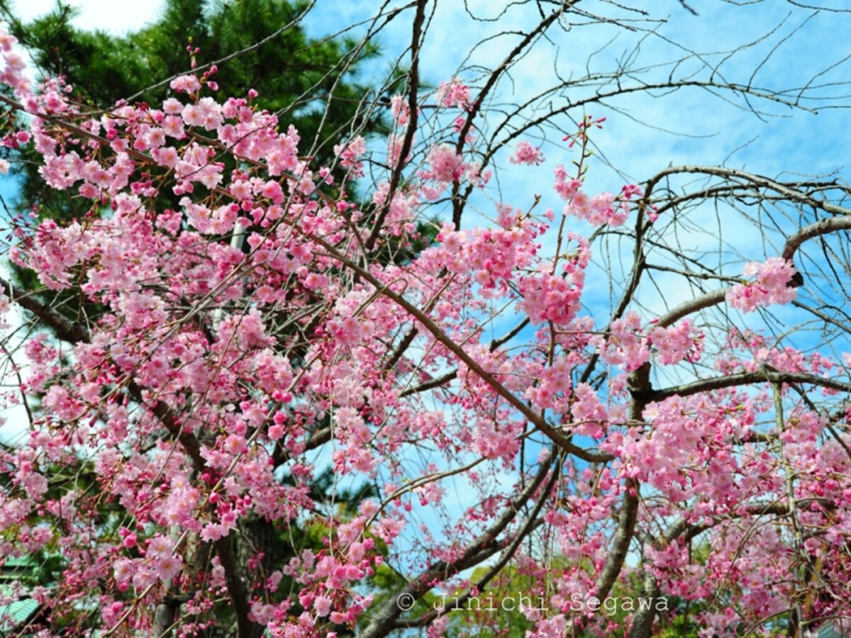 桜の撮影