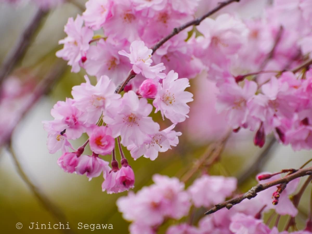 桜の撮影