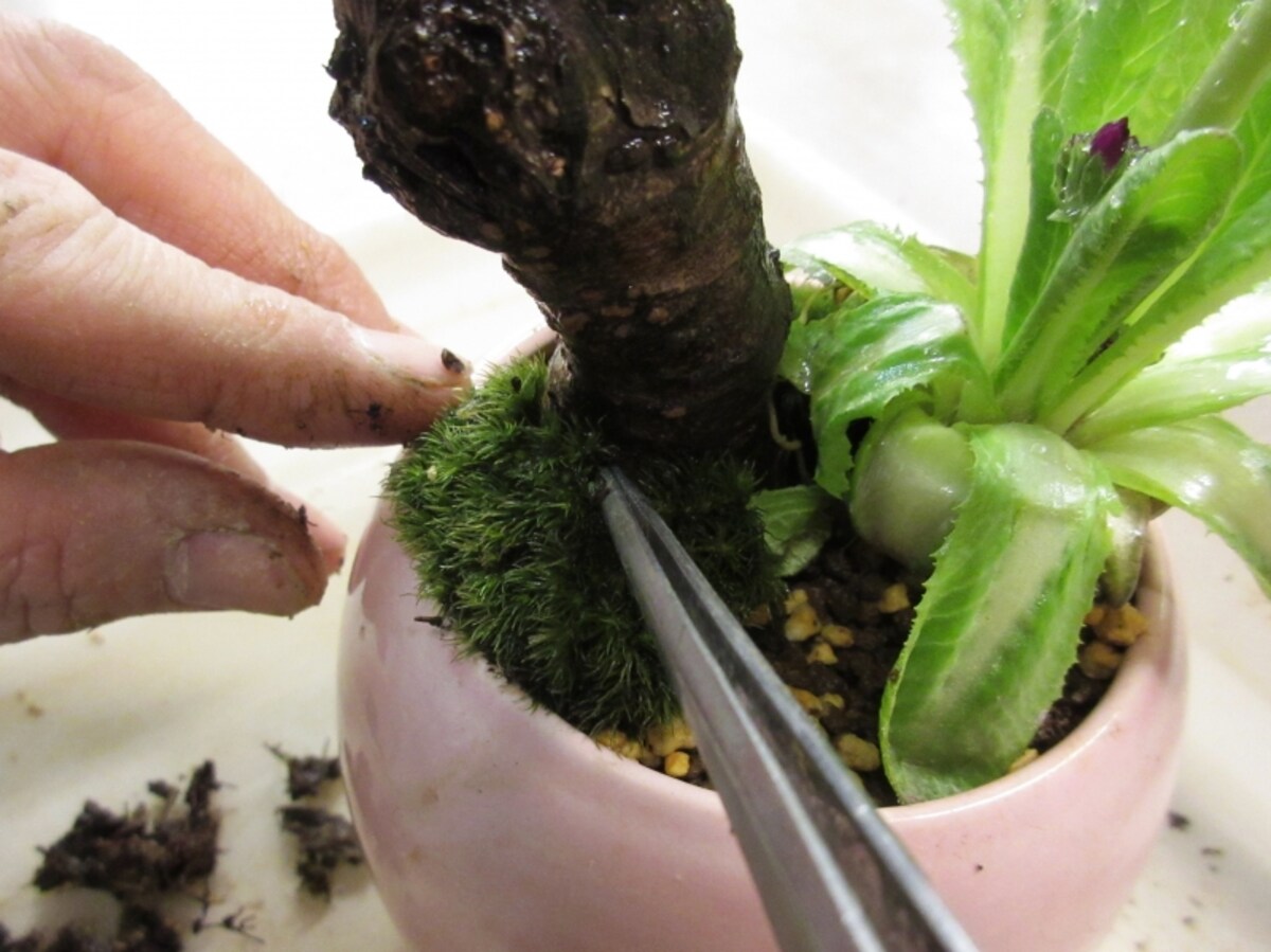 苔はり